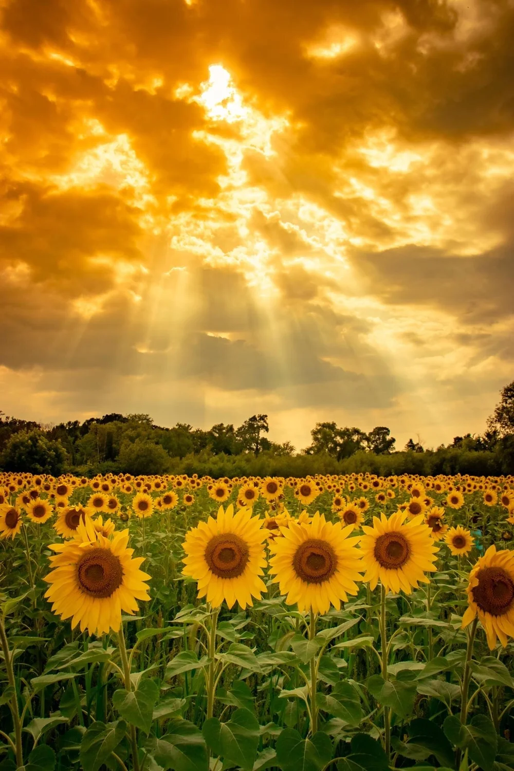 Gallery — FISH SUNFLOWERS