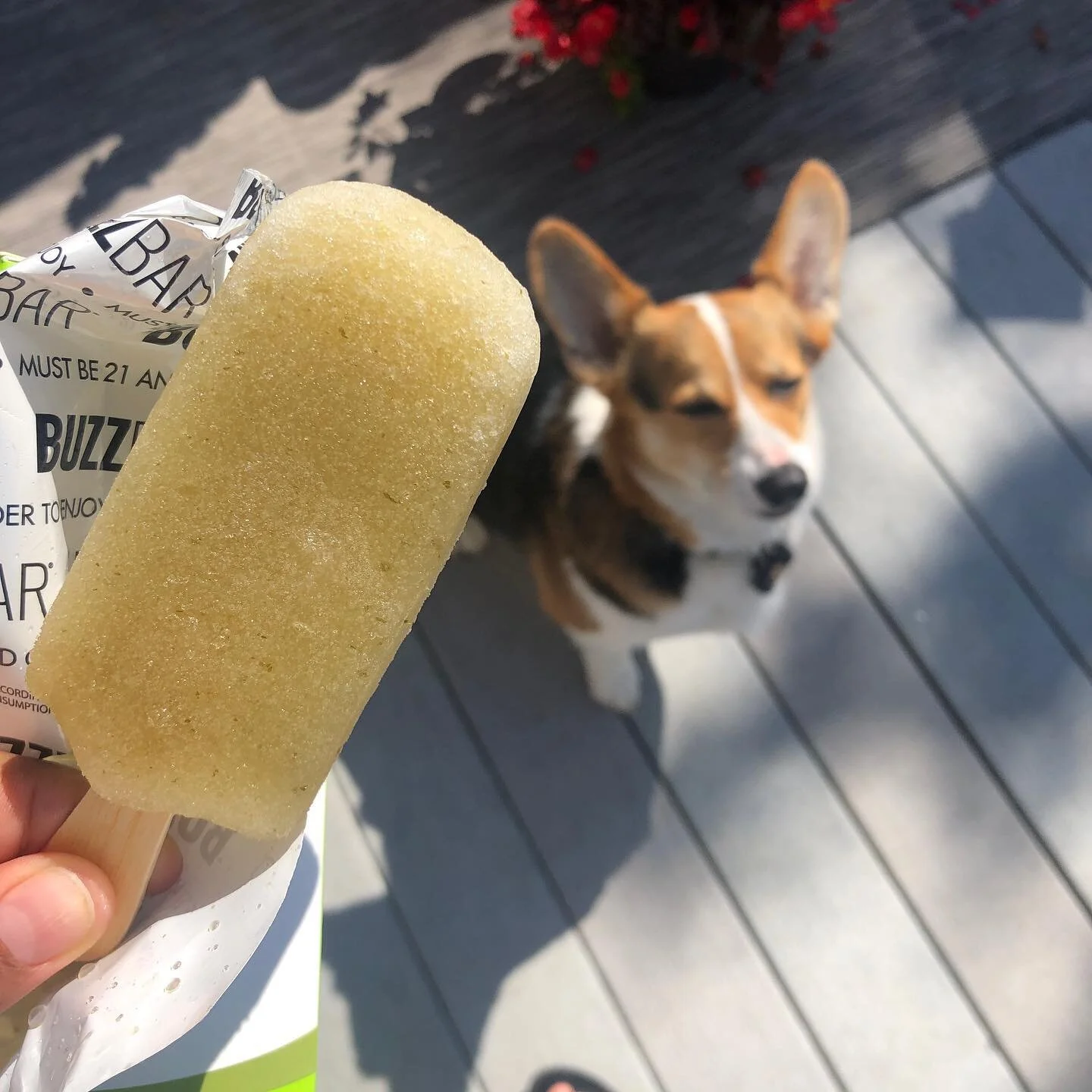A little break from the hot sunshine in Seattle today, but we have more 🌞🥵heading our way - so get those cool down treats ready!! 

#icecream #yummy #icecreamlover #summer #desserts #instagood #foodblogger #icecreamblogger #buzzbaricecream #corgi #