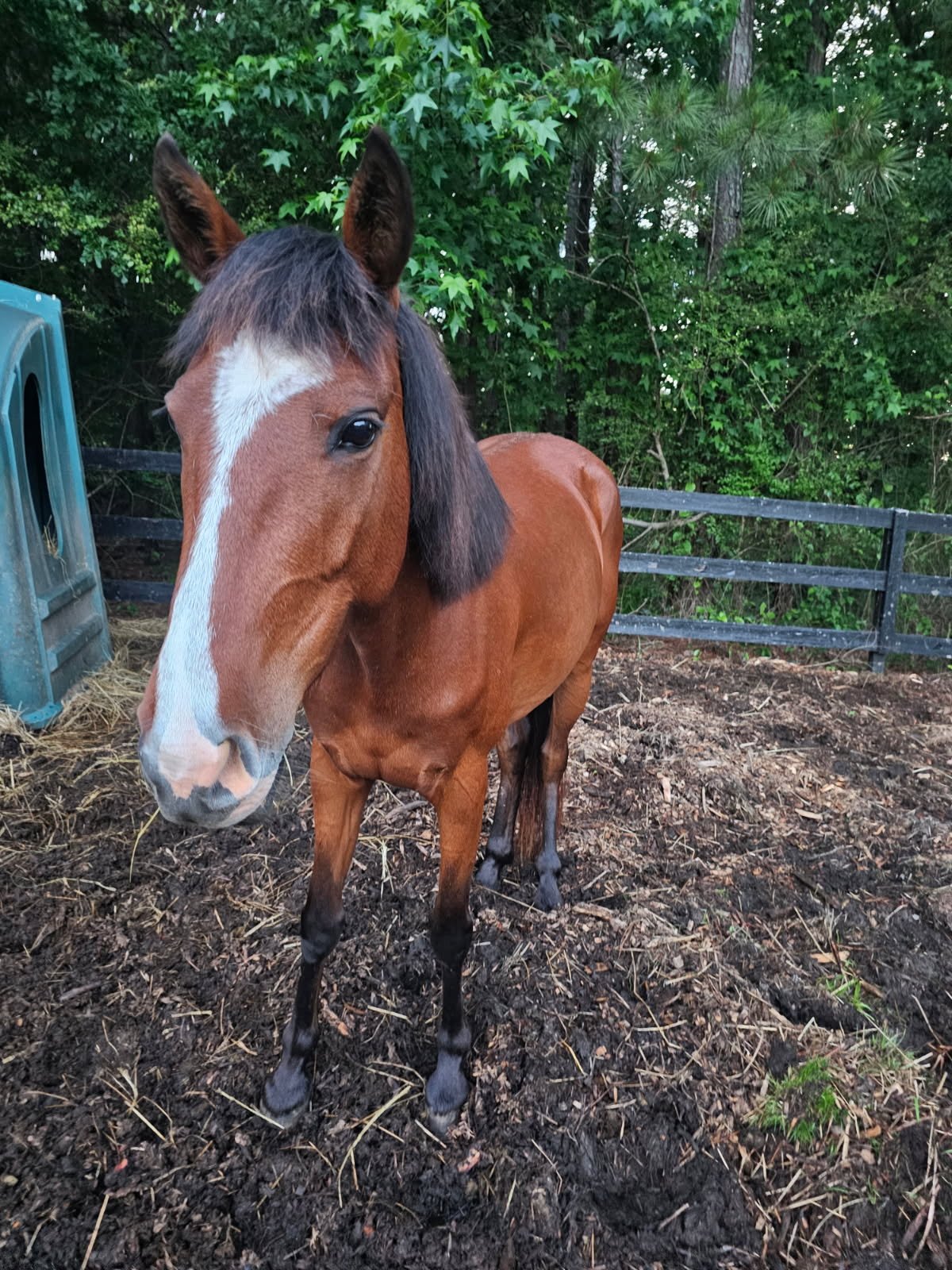 Horses — Celestial Riding Academy