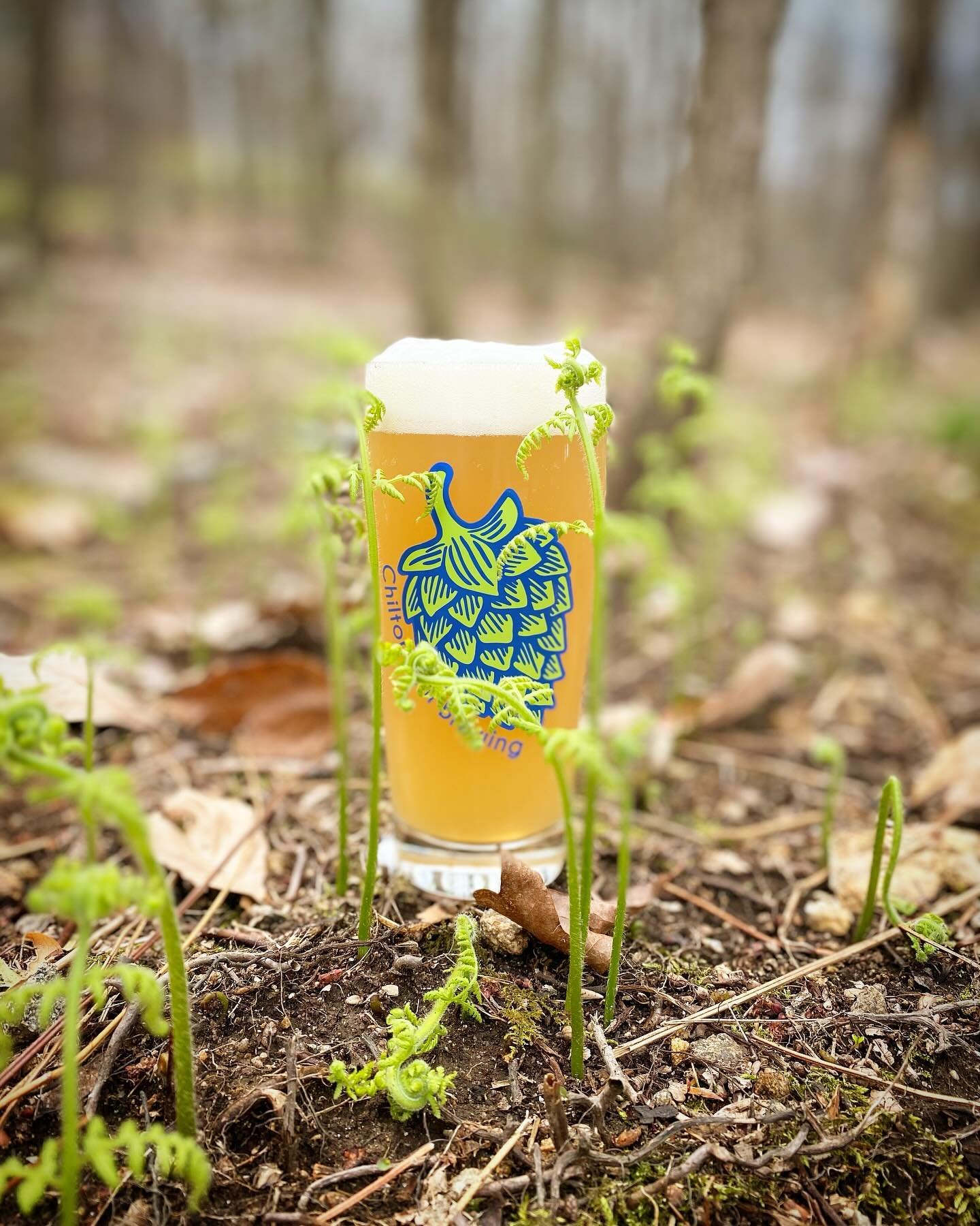 Spring is here and it&rsquo;s a perfect day for a New Pale Ale on the patio!

&Aacute;vido - Pale Ale: 5.3% ABV 

Ripe refreshing layers of strawberry, honey dew melon and marmalade meander throughout this petite pale courtesy of Citra, Strata &amp; 