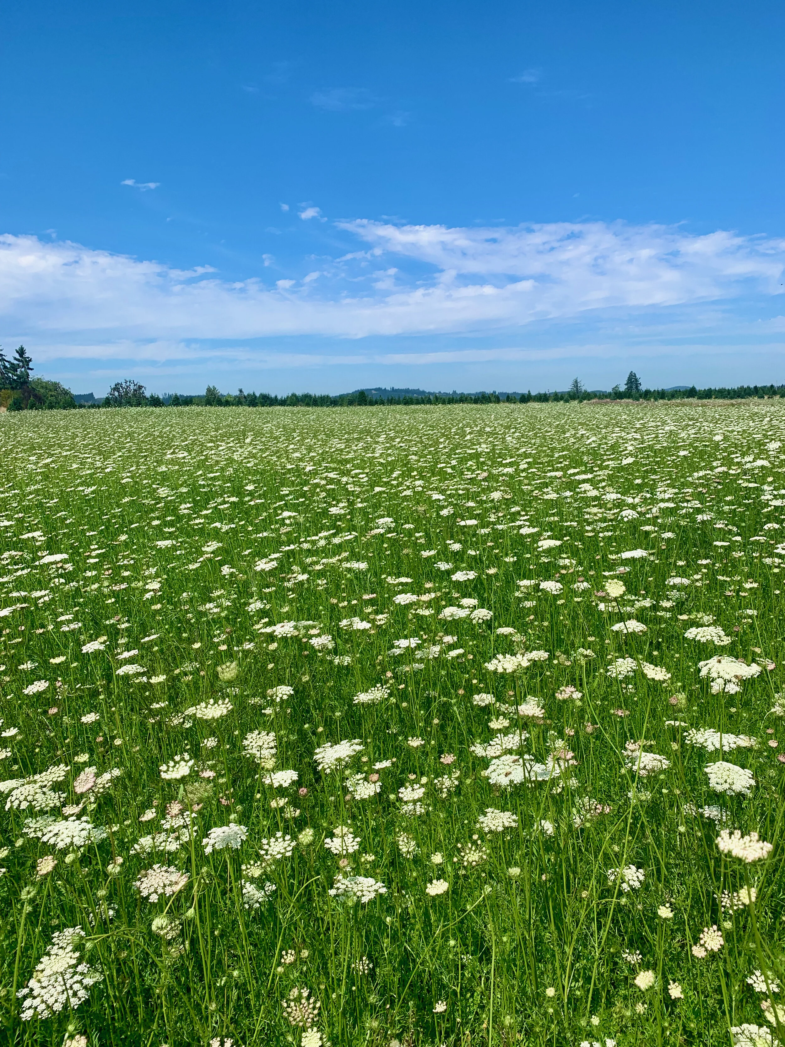 Field of the Queen Anne’s Lace on the farm, image taken by me.