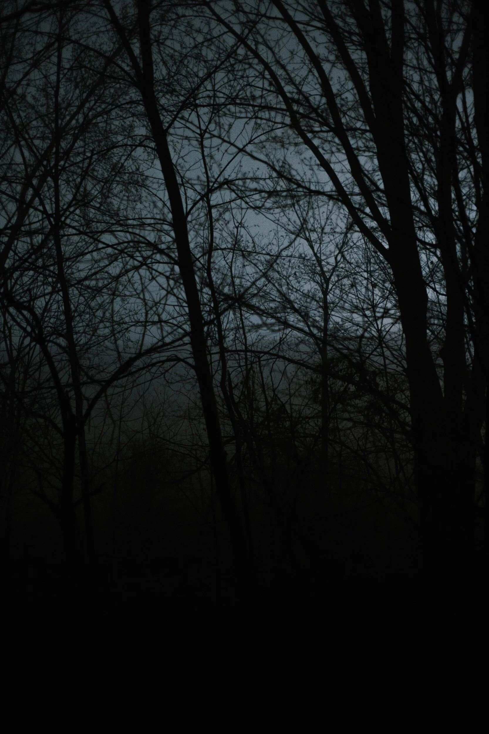 Silhouetted trees at night with a dark, foggy background.