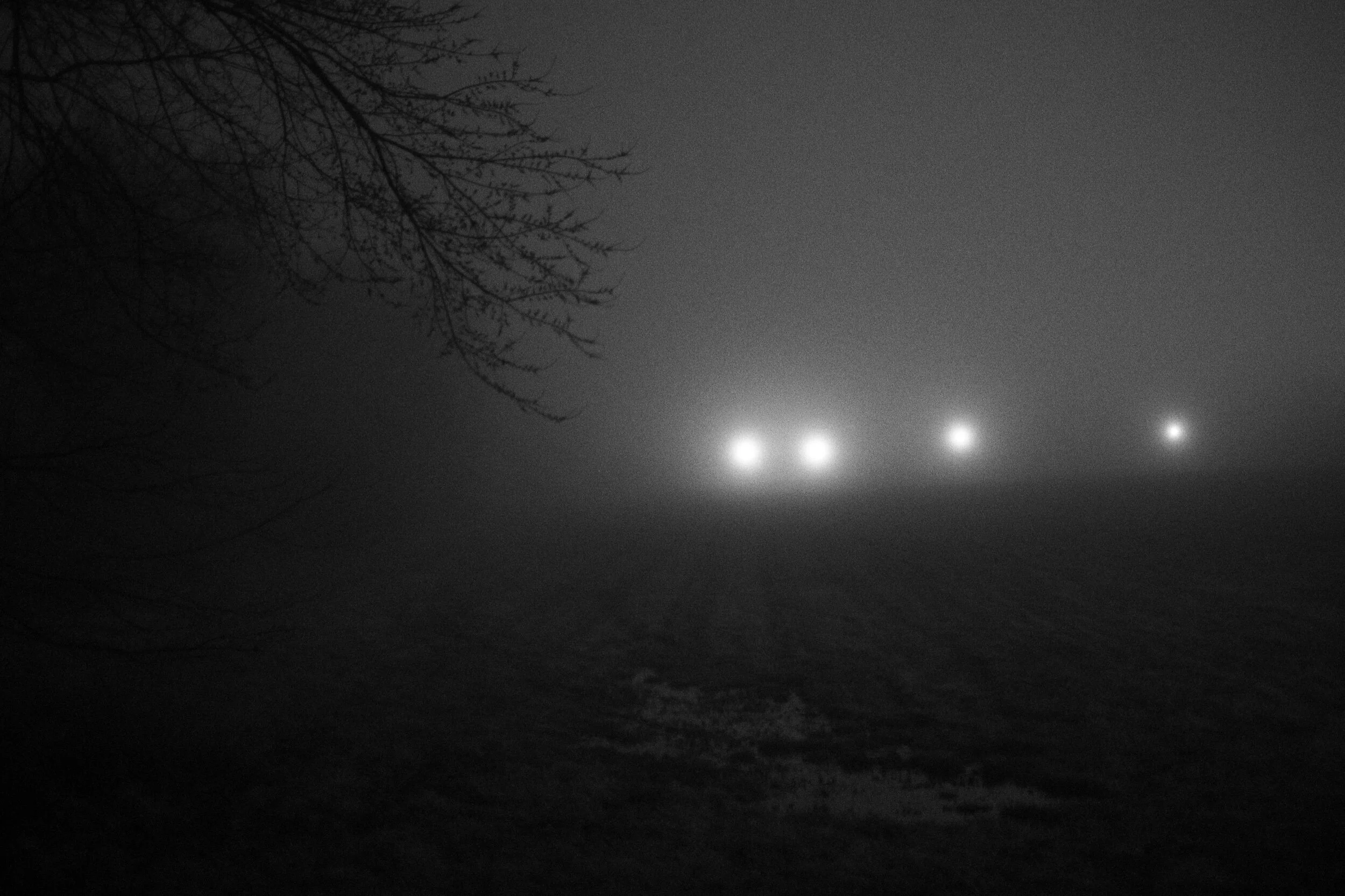 Misty landscape with tree branches and glowing lights