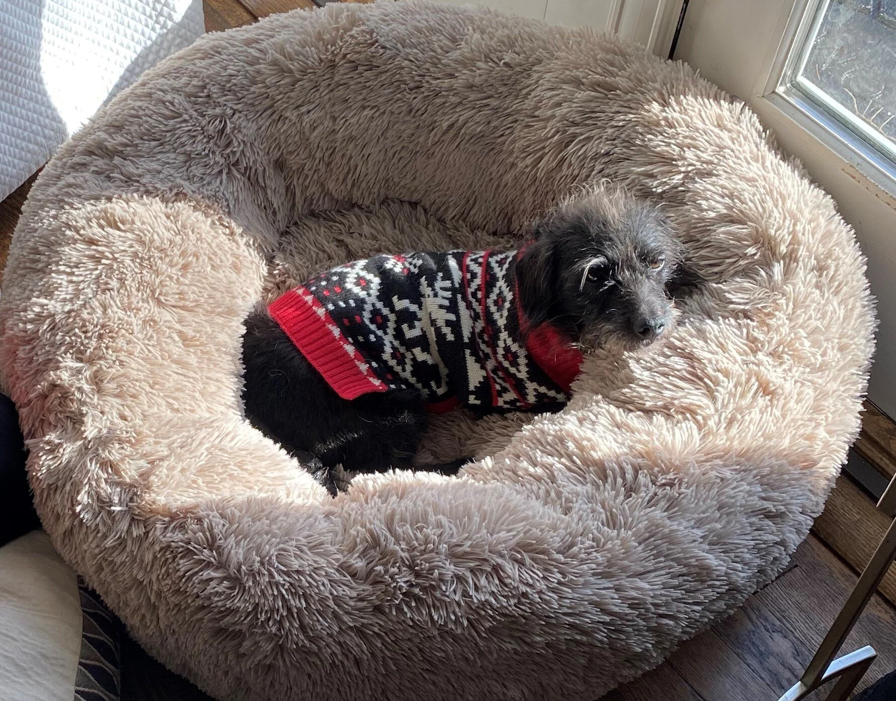 All About Dogs — Lise Ellsworth Enterprises