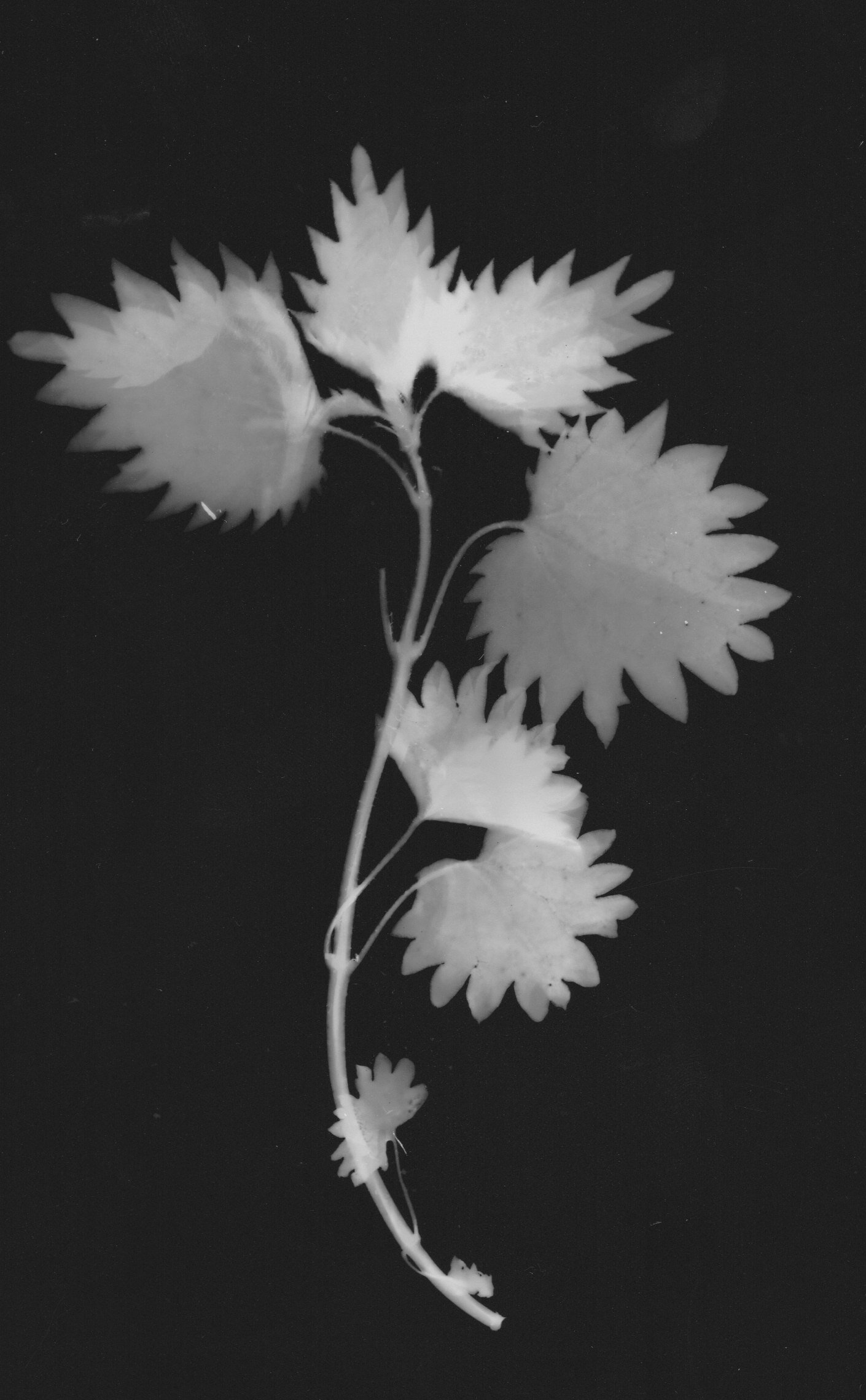Scan 15.jpeg
