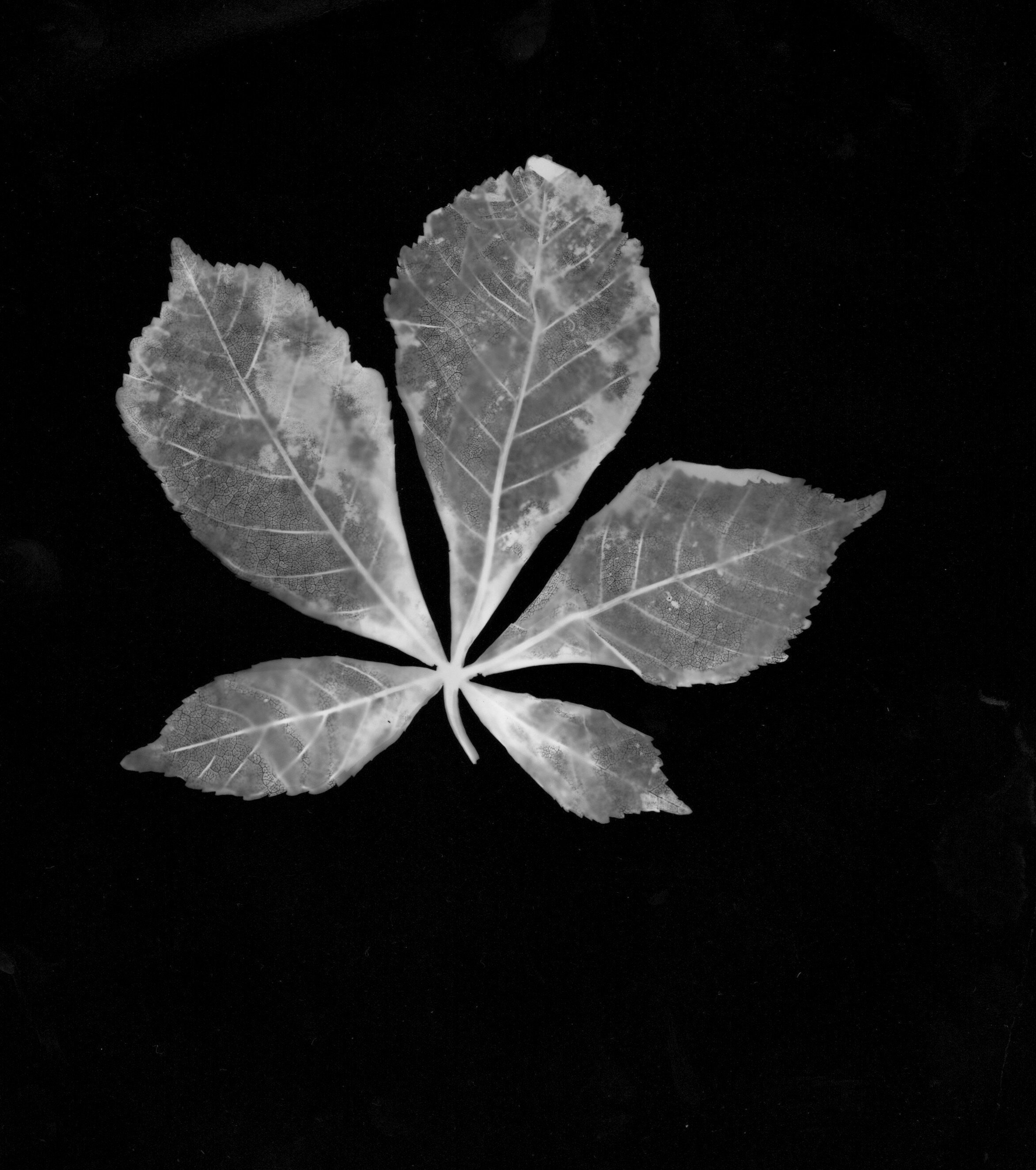 Scan+13.jpg