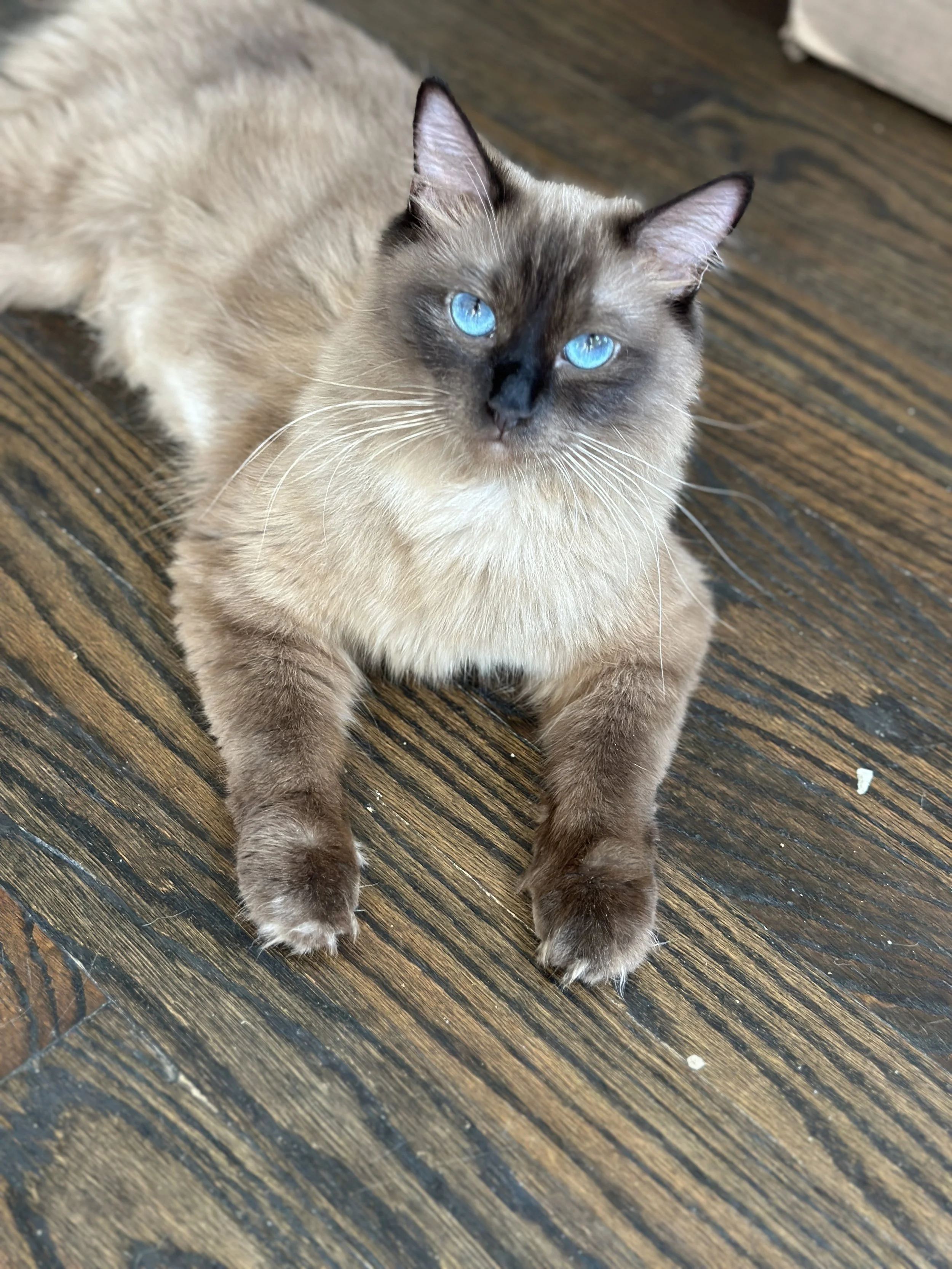 A Siamese cat with bright blue eyes lying on a wooden floor, looking up at the camera.
