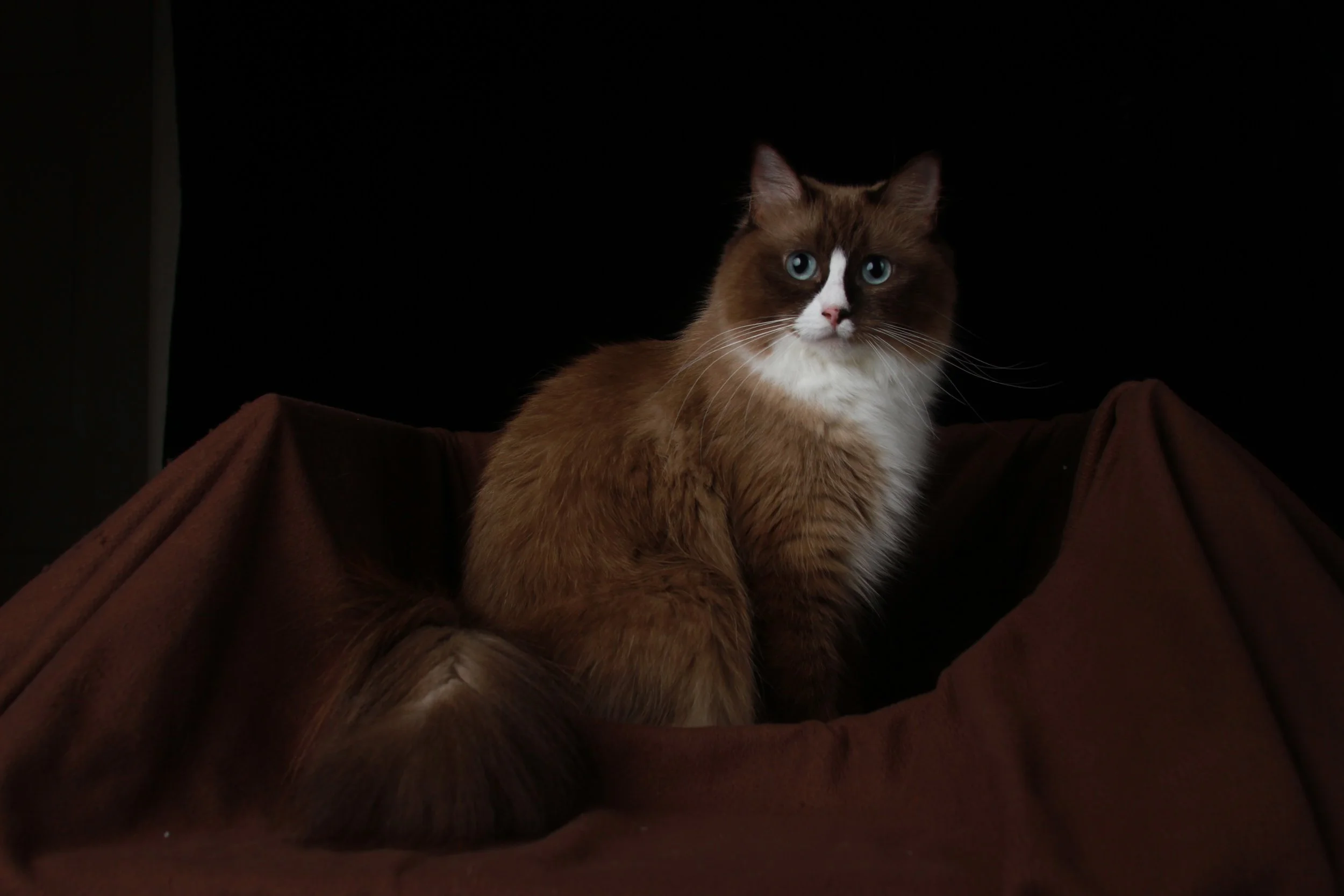 A brown and white long-haired cat with blue eyes sitting on a brown fabric surface against a black background.