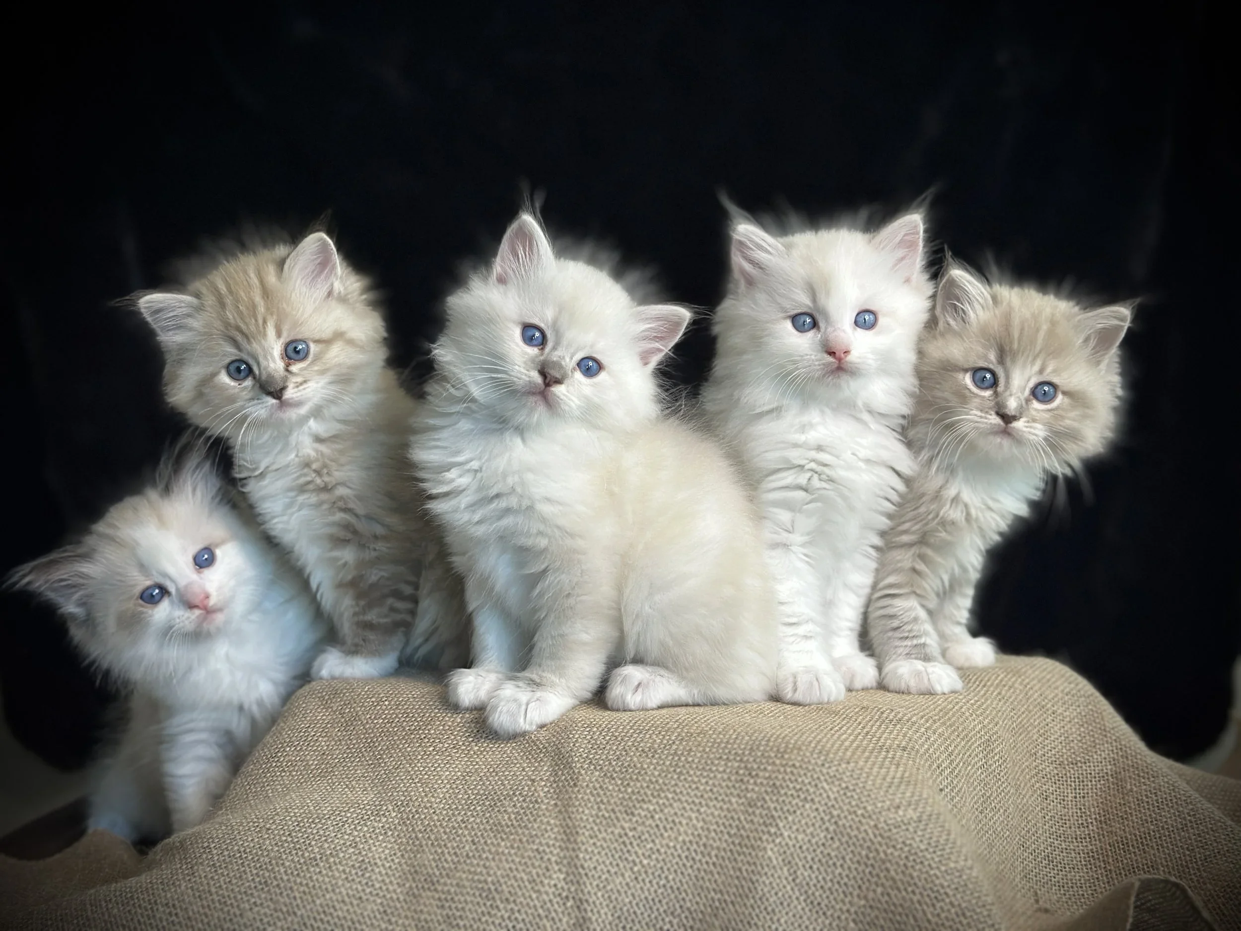 Understanding Ragdoll Colors and Patterns