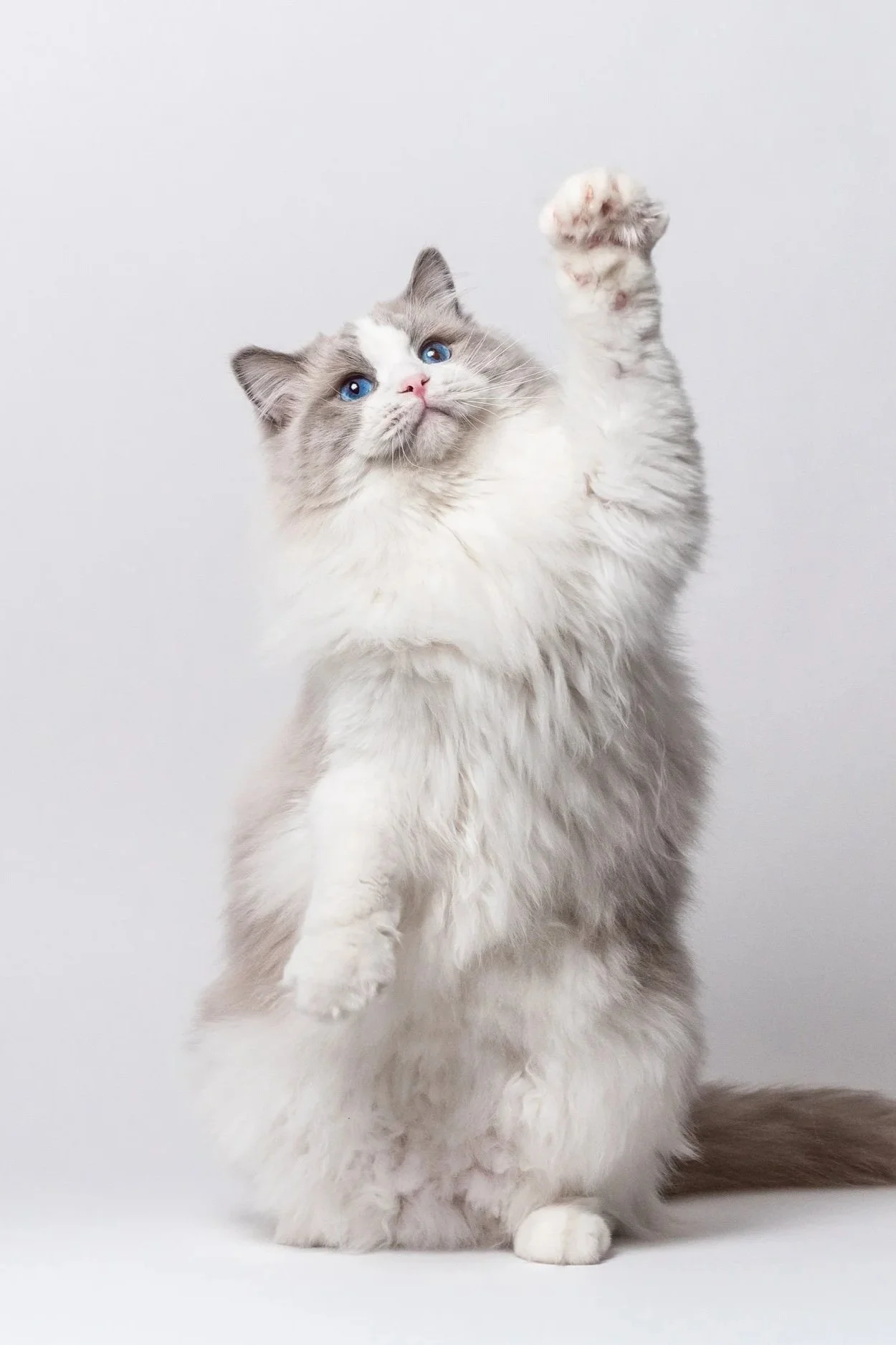 5 Reasons to Get a Ragdoll Cat
