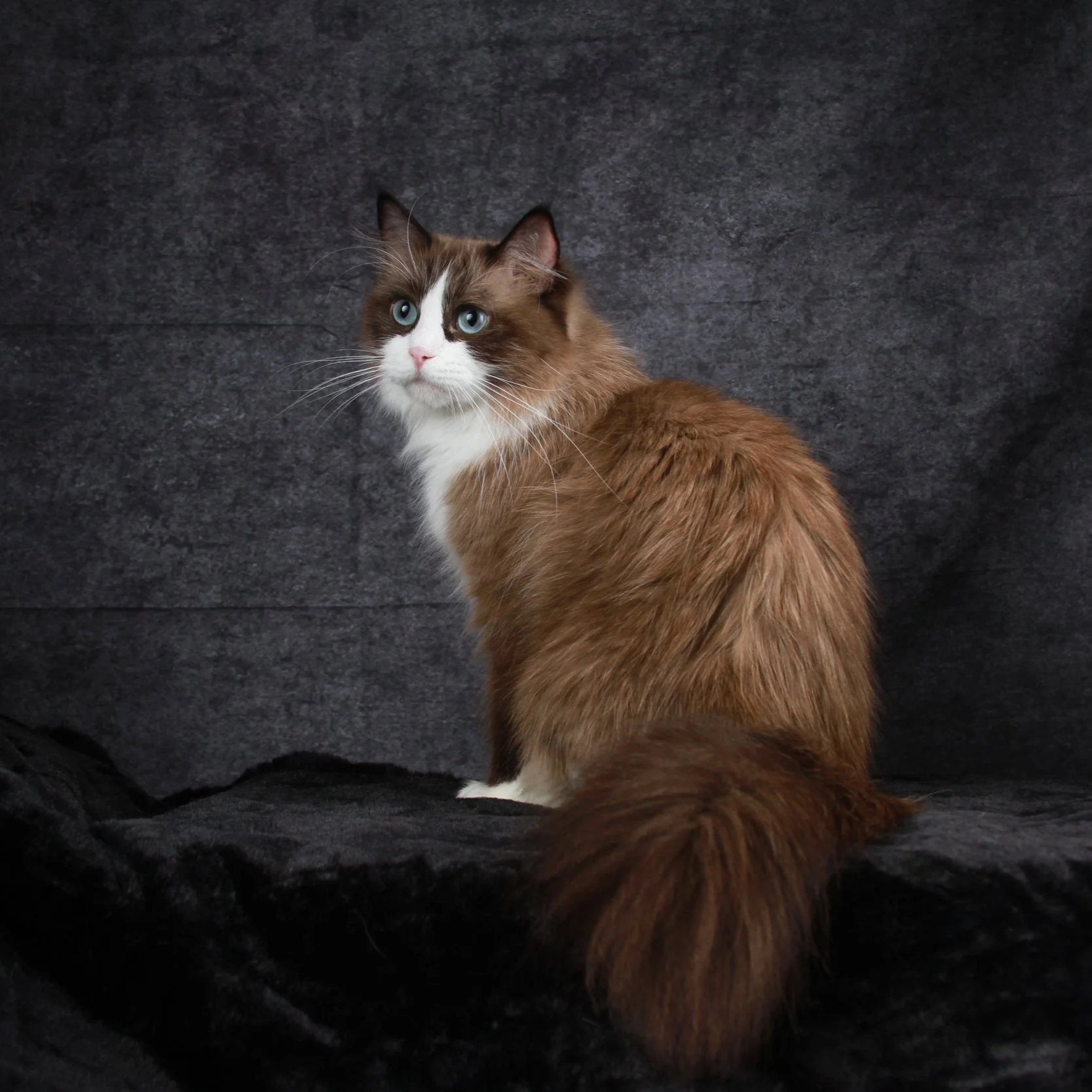 A brown and white long-haired cat with blue eyes sitting on a black fabric surface against a dark gray background.