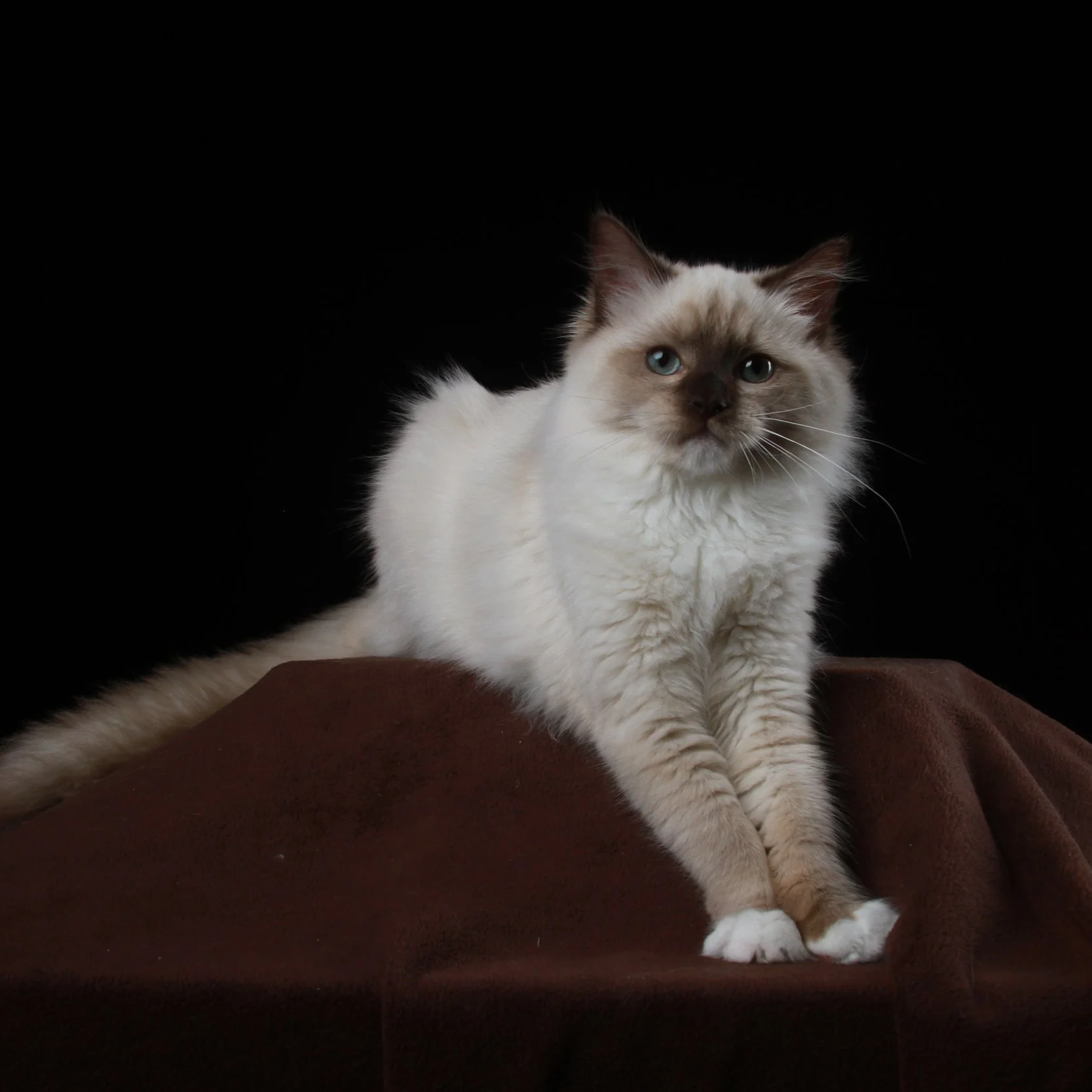 A fluffy Siamese cat with blue eyes lying on a brown surface against a black background.