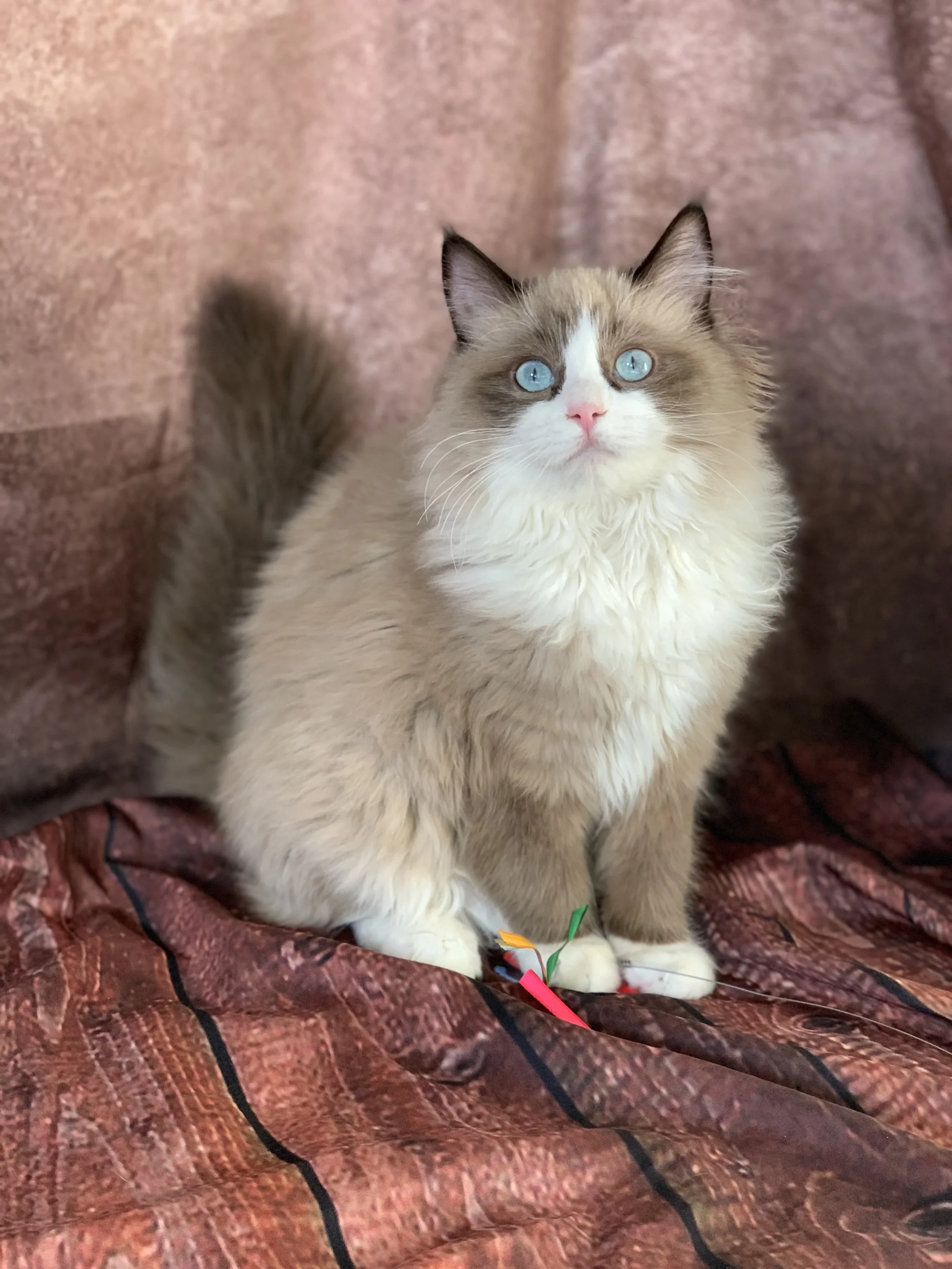 A fluffy Ragdoll cat with blue eyes and a pink nose sitting on a reddish-brown fabric surface with curtains in the background.
