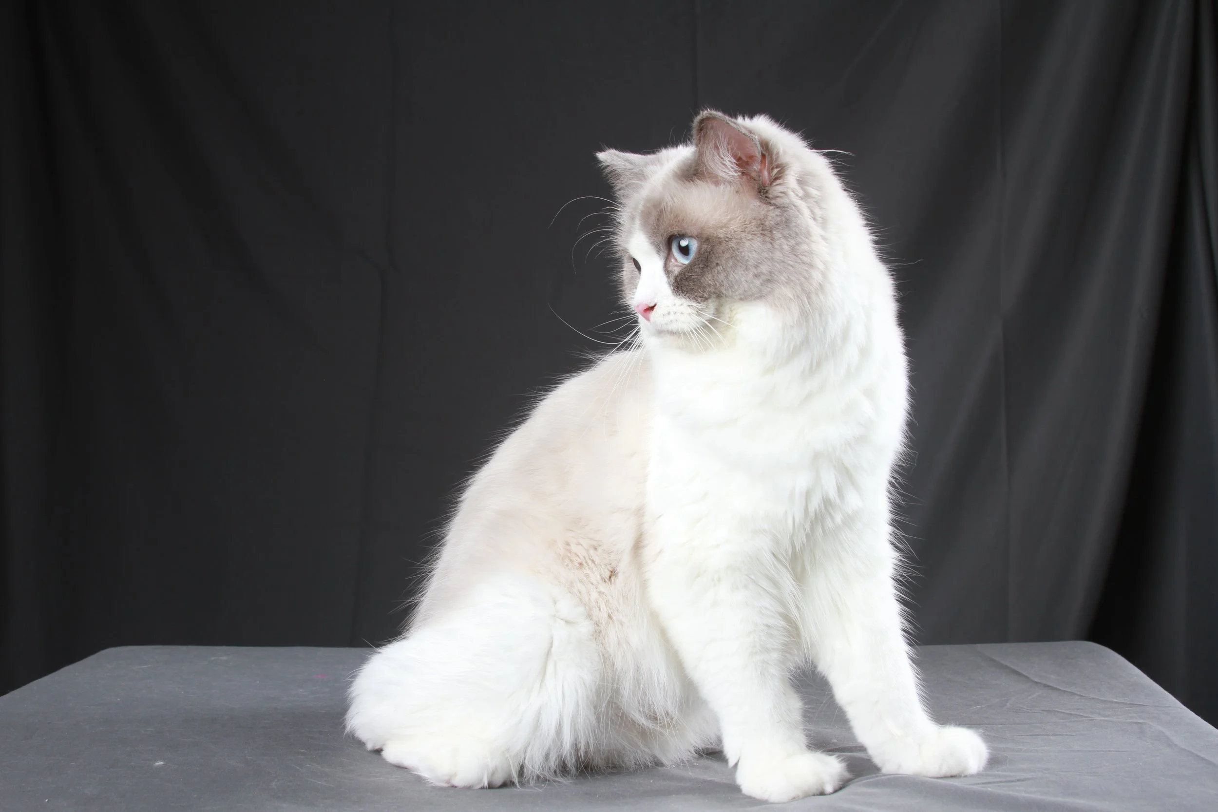A Ragdoll cat with cream-colored fur and darker markings on its face, ears, and paws, sitting on a black surface against a black backdrop, looking to the left.