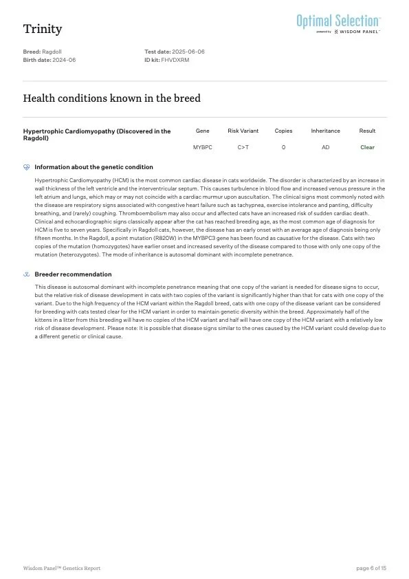 Genetic report page for a Ragdoll cat named Trinity, born in June 2024, with DNA test date June 6, 2025. Contains information on health conditions, genetic variants, and breeder recommendations related to hypertrophic cardiomyopathy (HCM).
