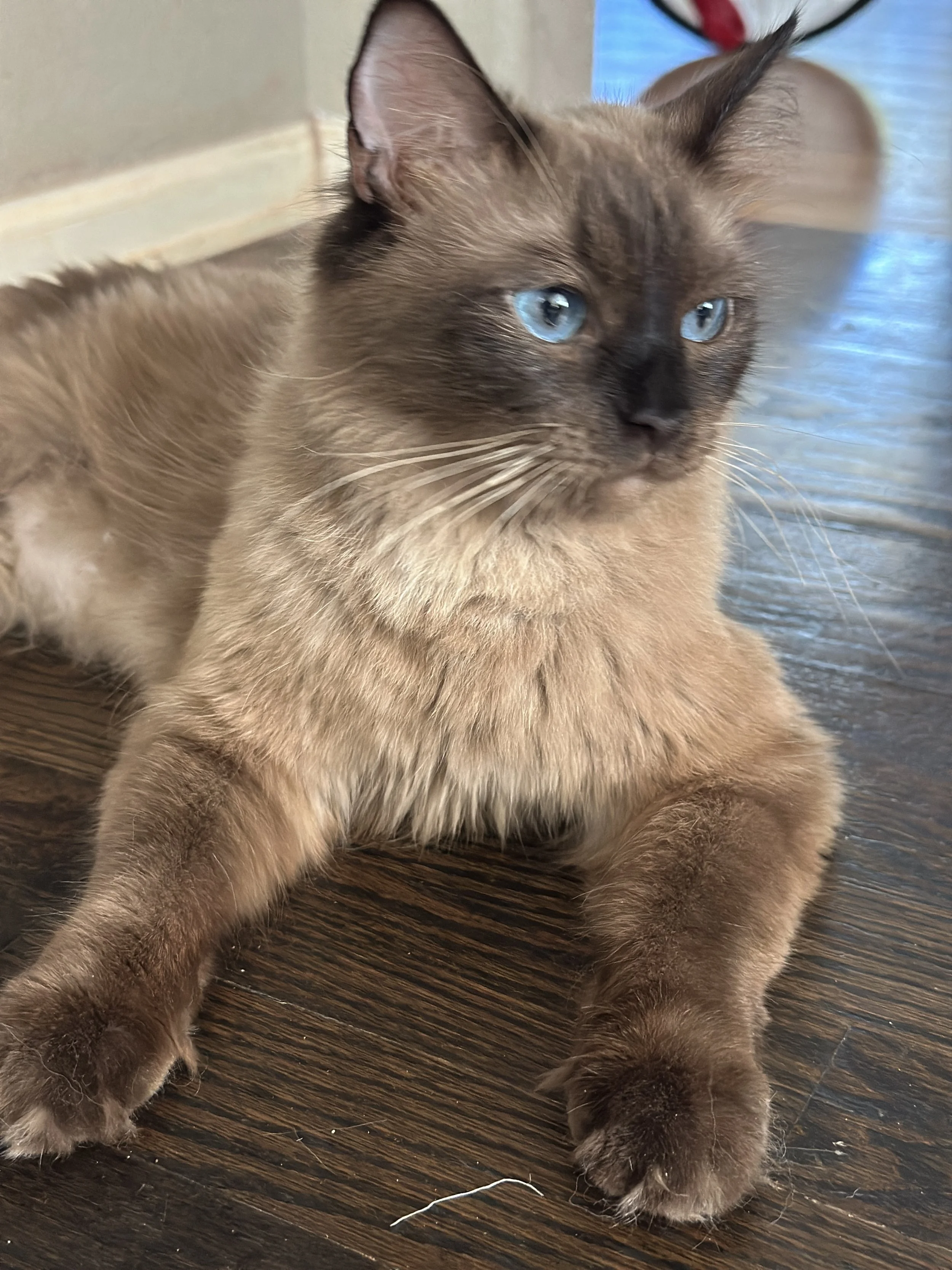 A Siamese cat lying on a wooden floor with blue eyes and brown fur with darker points on the ears, face, paws, and tail.
