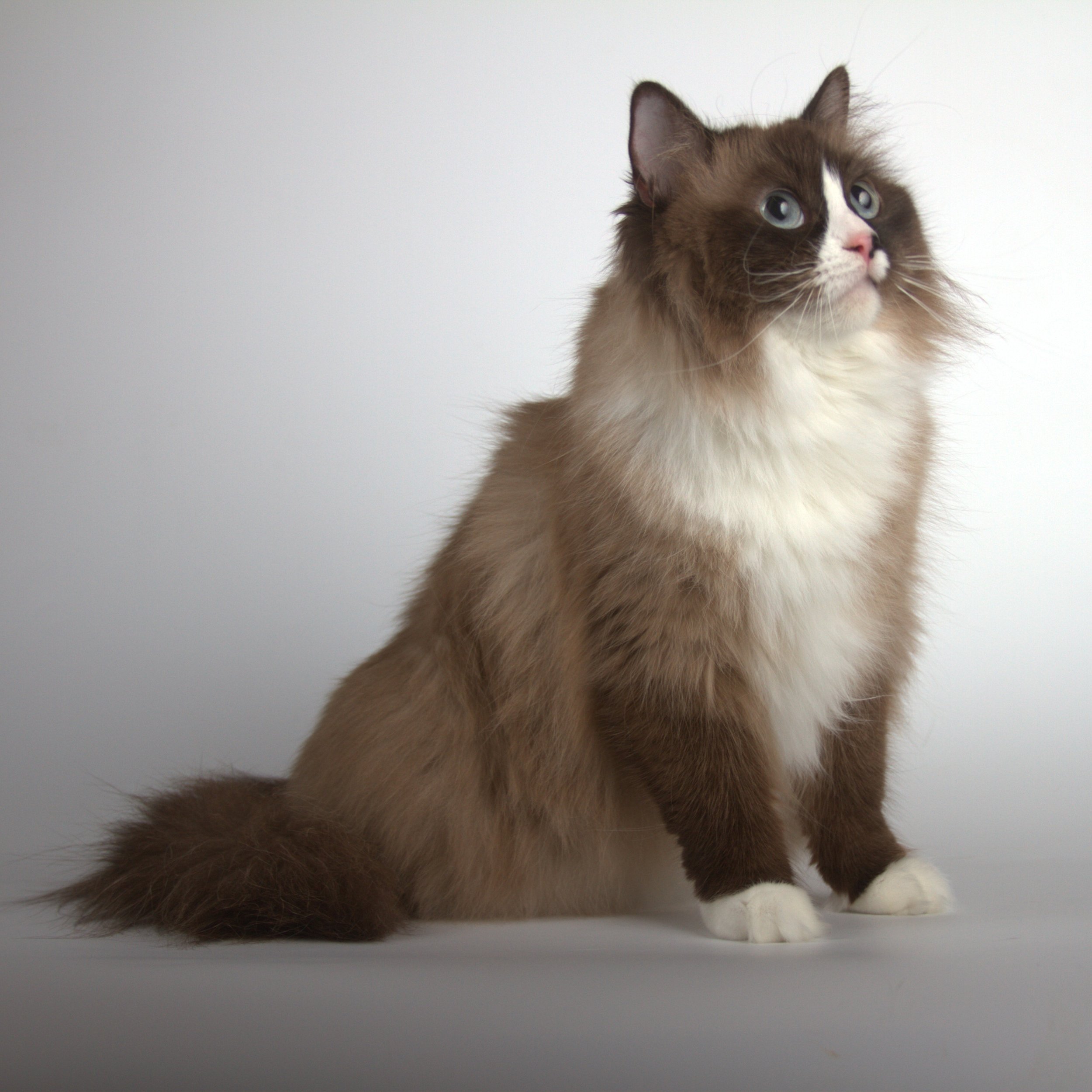 Ragdoll Cat