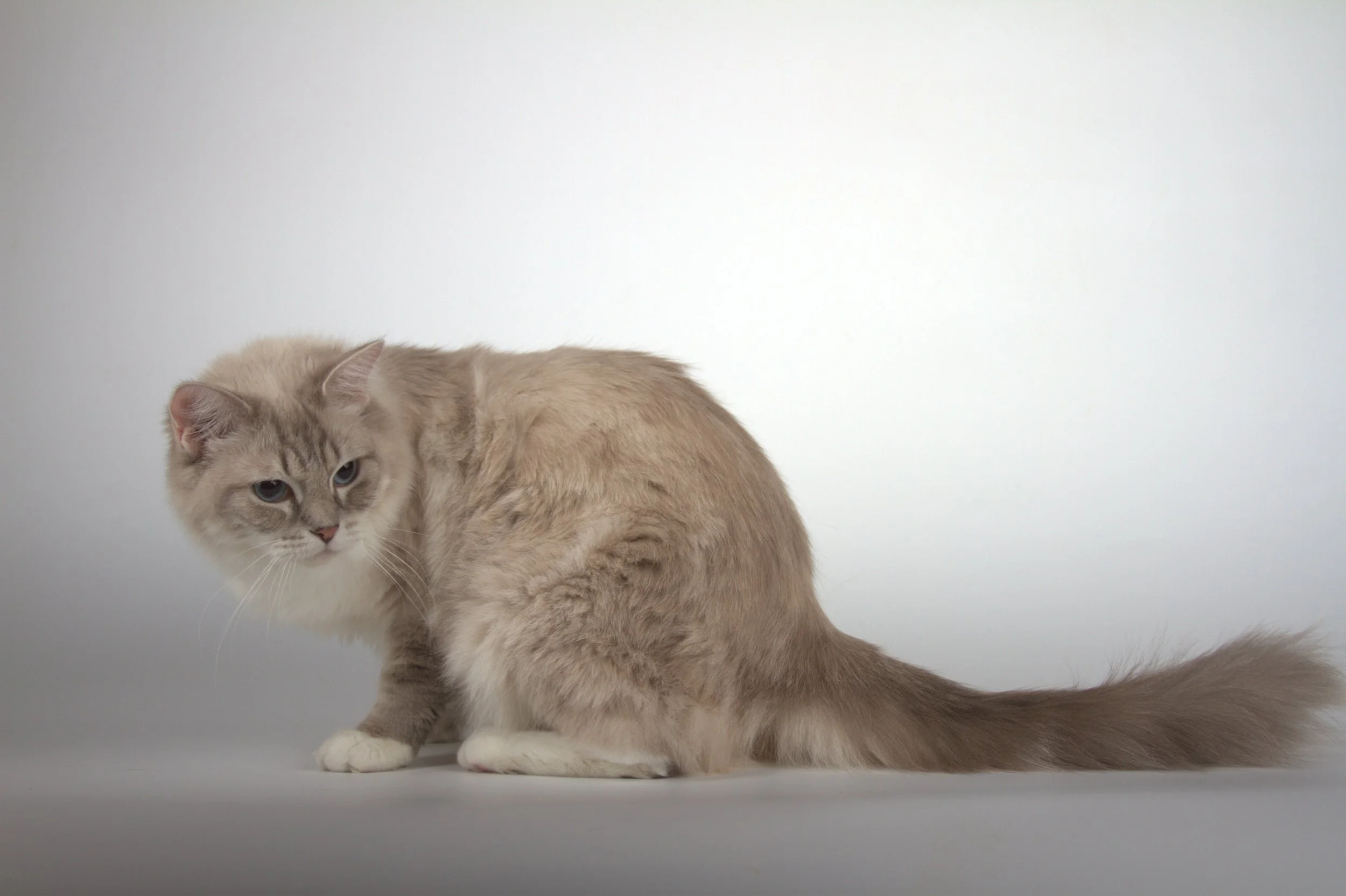 A cream-colored cat with blue eyes lying on a wooden surface.