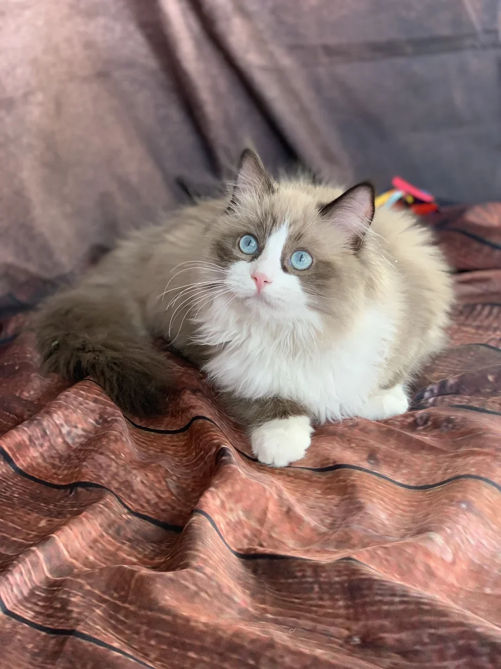 A fluffy Ragdoll cat with blue eyes resting on a patterned brown and red blanket.