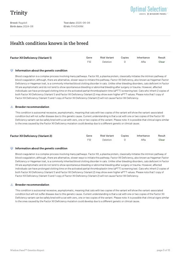 Genetic report for a Ragdoll cat, born June 2024, with tested DNA for Factor XII Deficiency (Variant 1 and 2), both results clear, indicating no risk of the inherited blood clotting disorder.