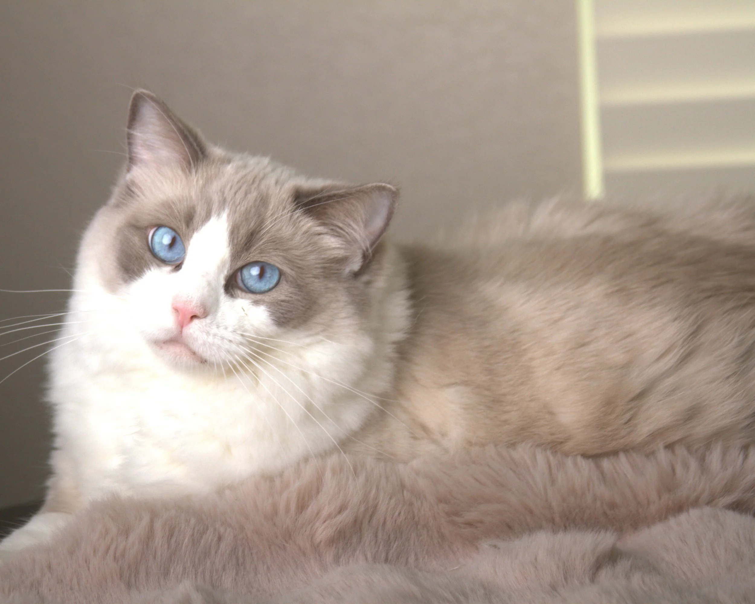 A close-up of a bicolor cat with cream-colored fur and striking blue eyes resting on a soft surface.