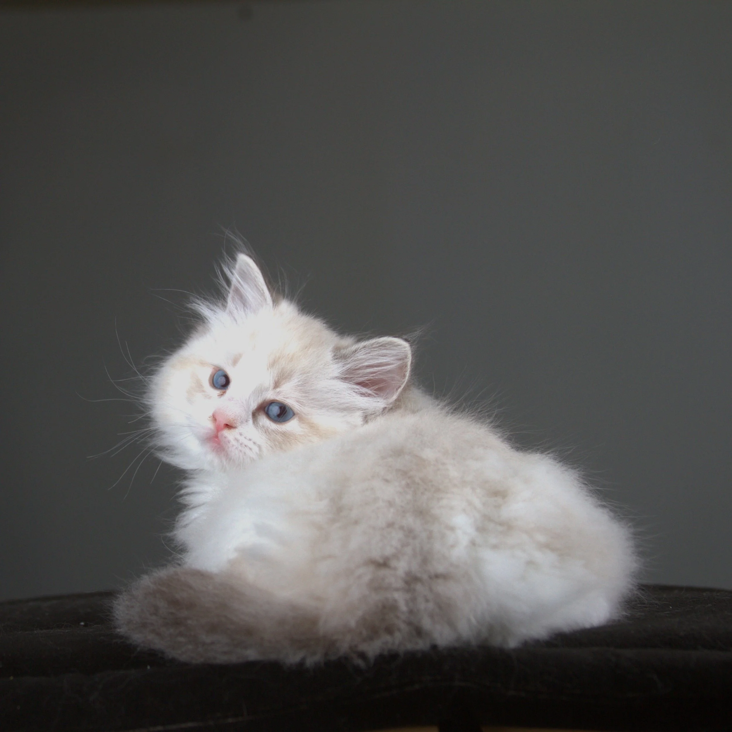 "Meadow"- Female- Bicolor lynx - Available- Waitlist