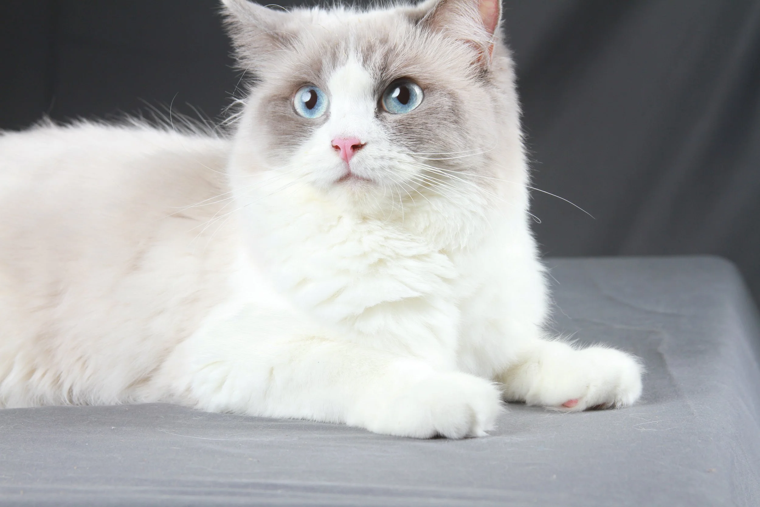 A white and gray cat with blue eyes and a pink nose lying on a gray surface.