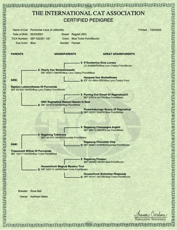 Certificate for a cat named Purravida Cece of Littlemitts, issued by the International Cat Association. It includes details such as birth date, breed (Ragdoll), colors (Blue Torte Point/Bicolor), eye color (Blue), and pedigree with ancestors. Signed 