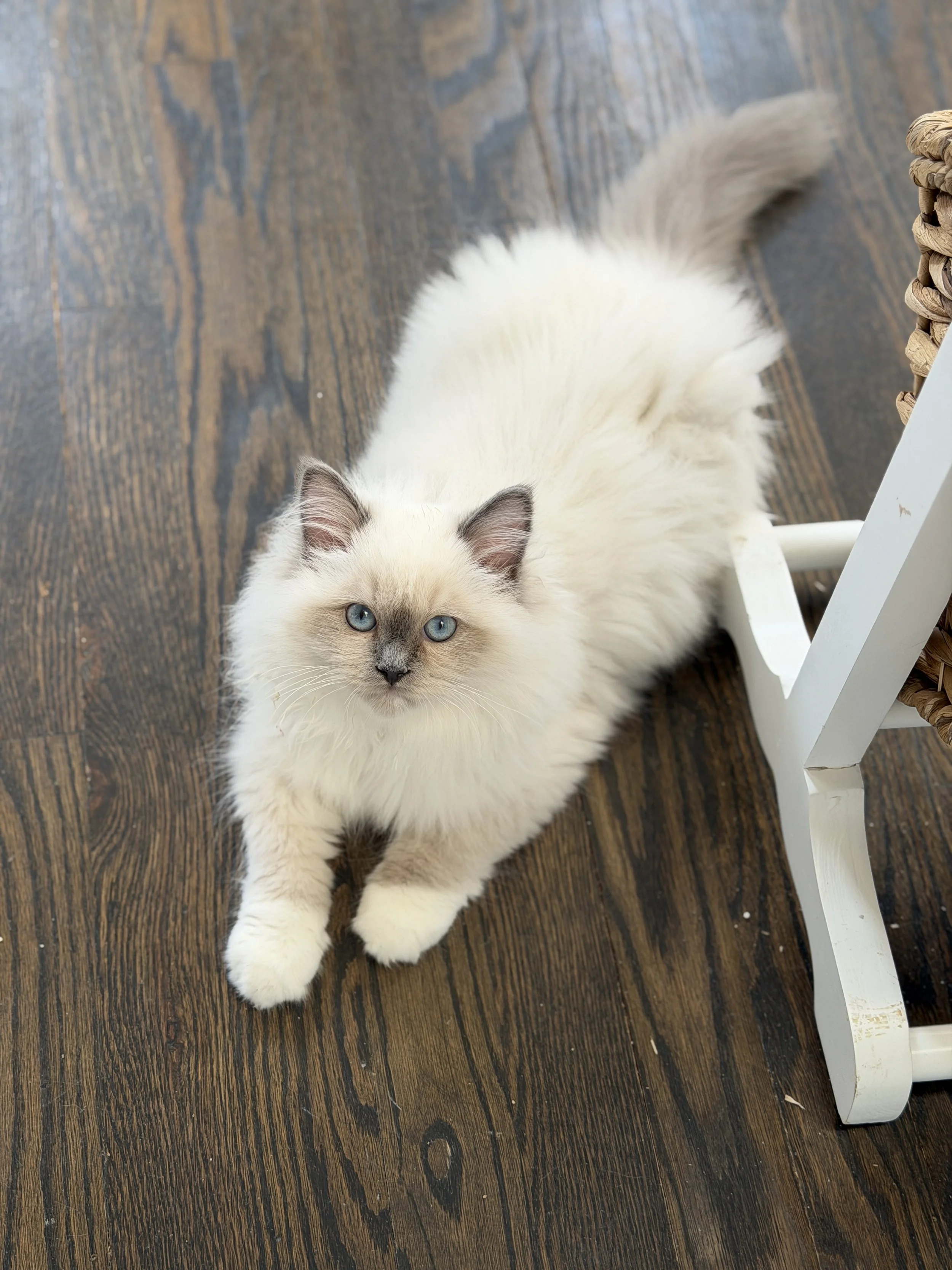 A fluffy Siamese kitten with blue eyes looking up, standing on a wooden floor next to a white chair and a wicker basket.