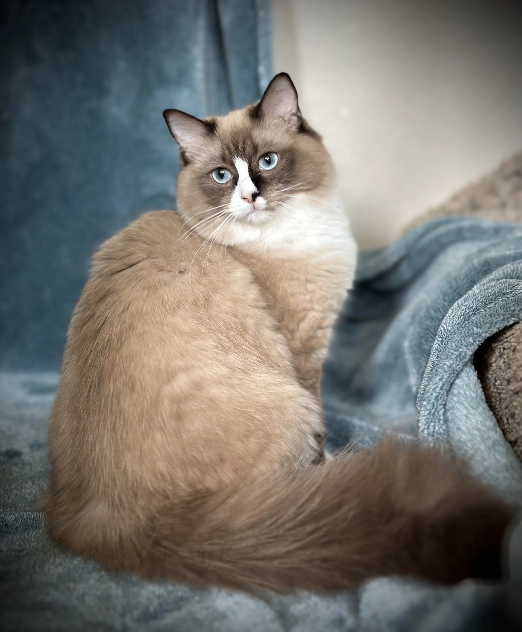 A Ragdoll cat with blue eyes, cream-colored fur, and darker markings on its face, ears, and tail, sitting on a plush blue blanket.