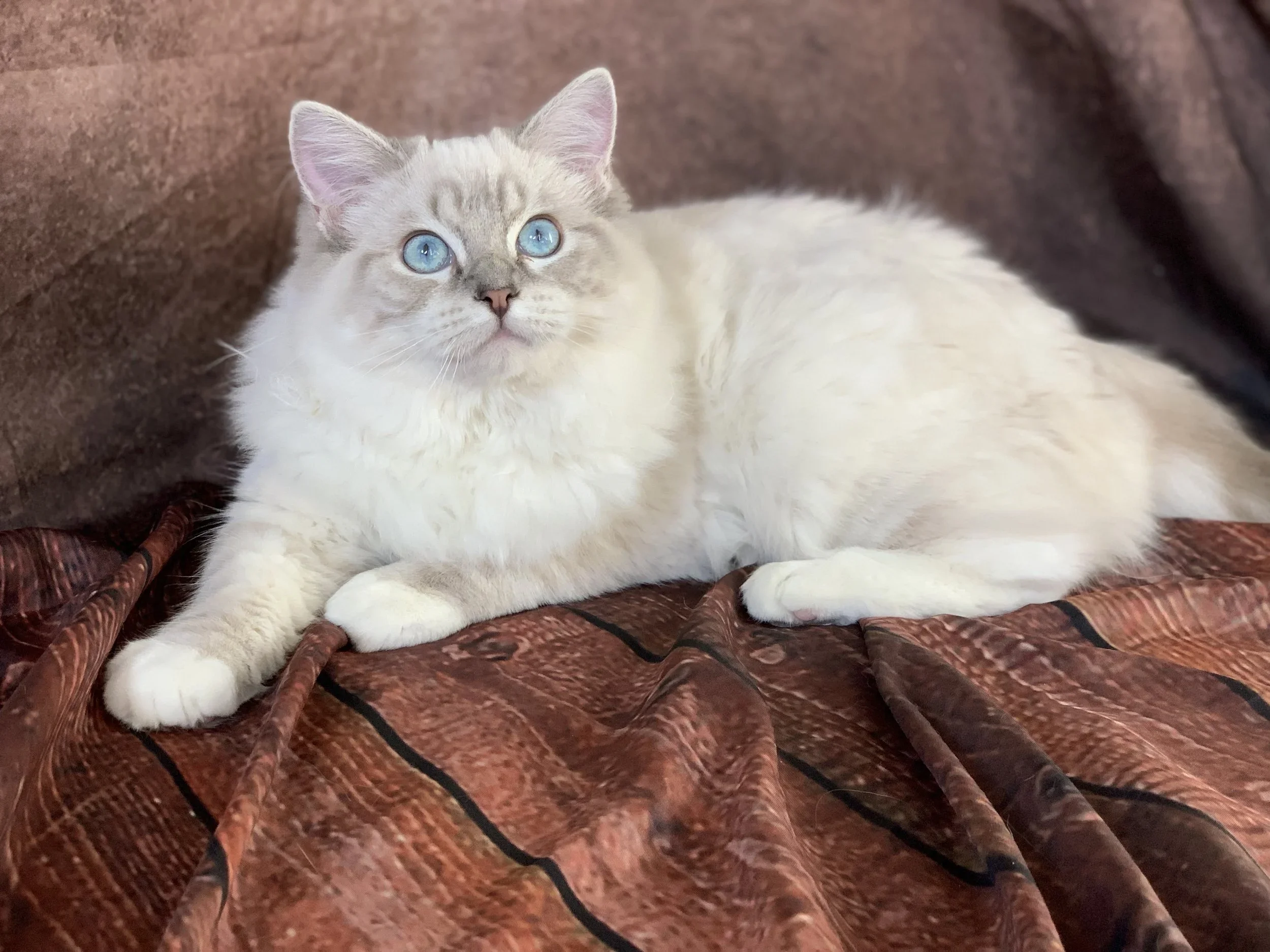 Cream-colored cat with blue eyes lying on a rust-colored blanket.