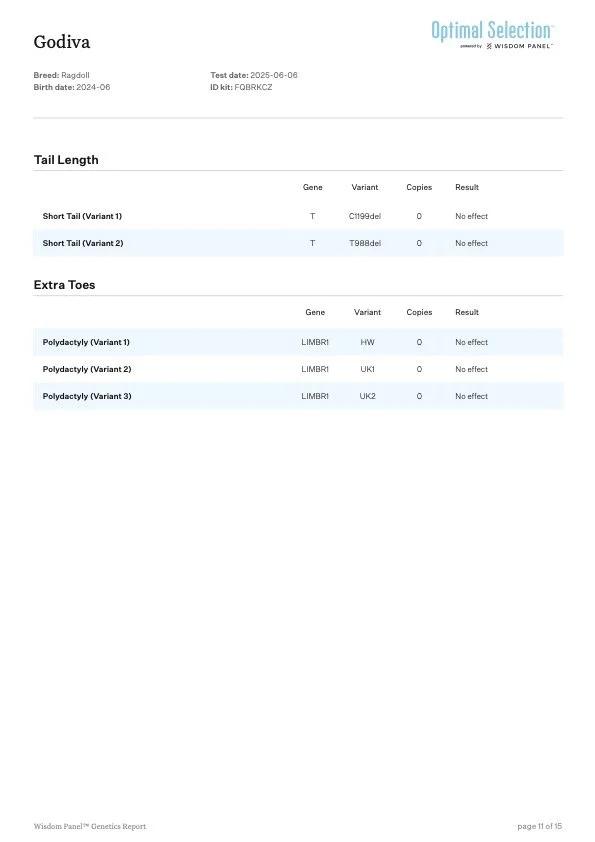 Genetics report for a Ragdoll cat with test date June 6, 2025, showing results for tail length and extra toes, both indicating no effect from tested gene variants.