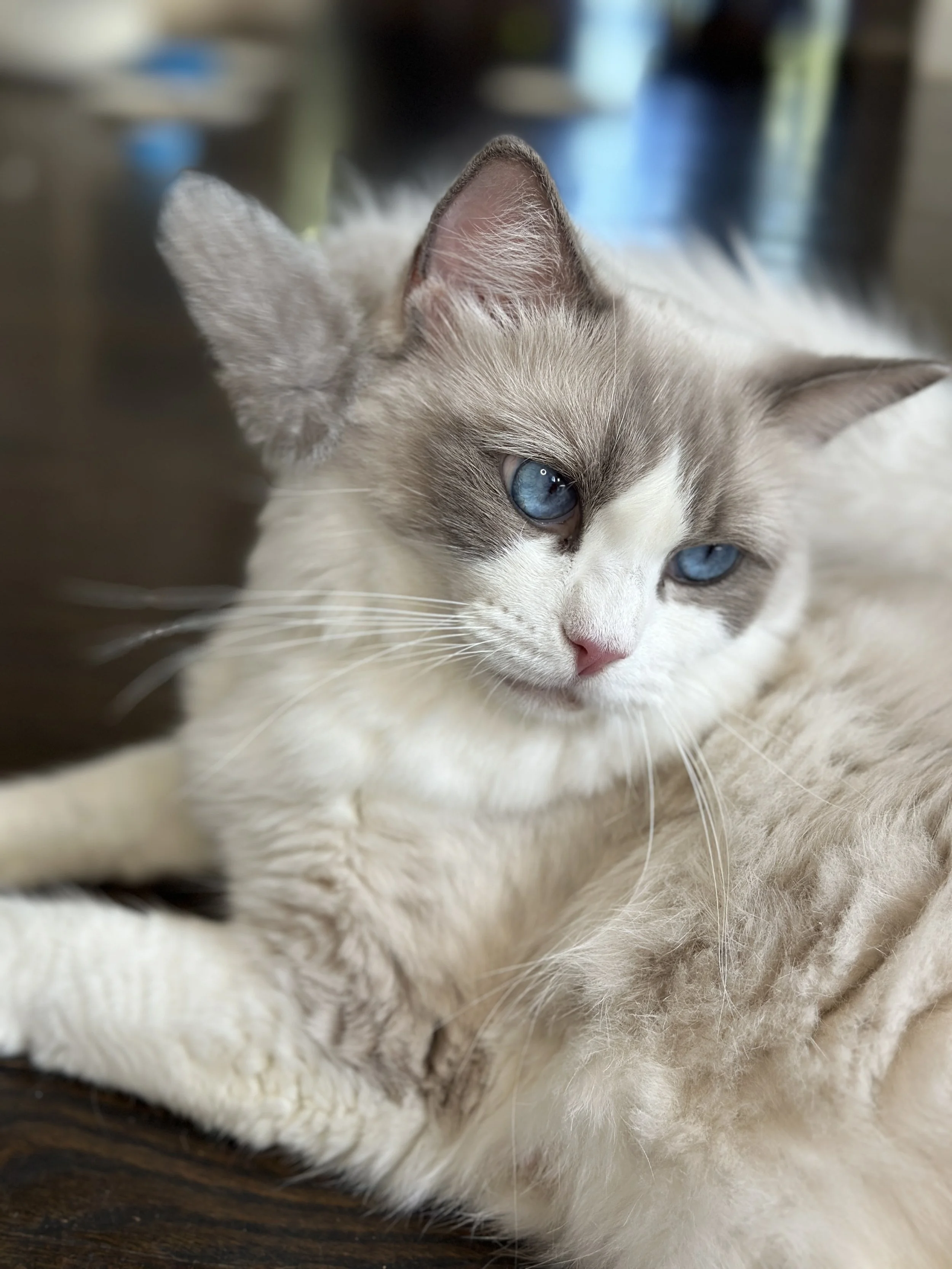 A close-up of a Siamese cat with cream-colored fur and striking blue eyes resting on a soft surface.