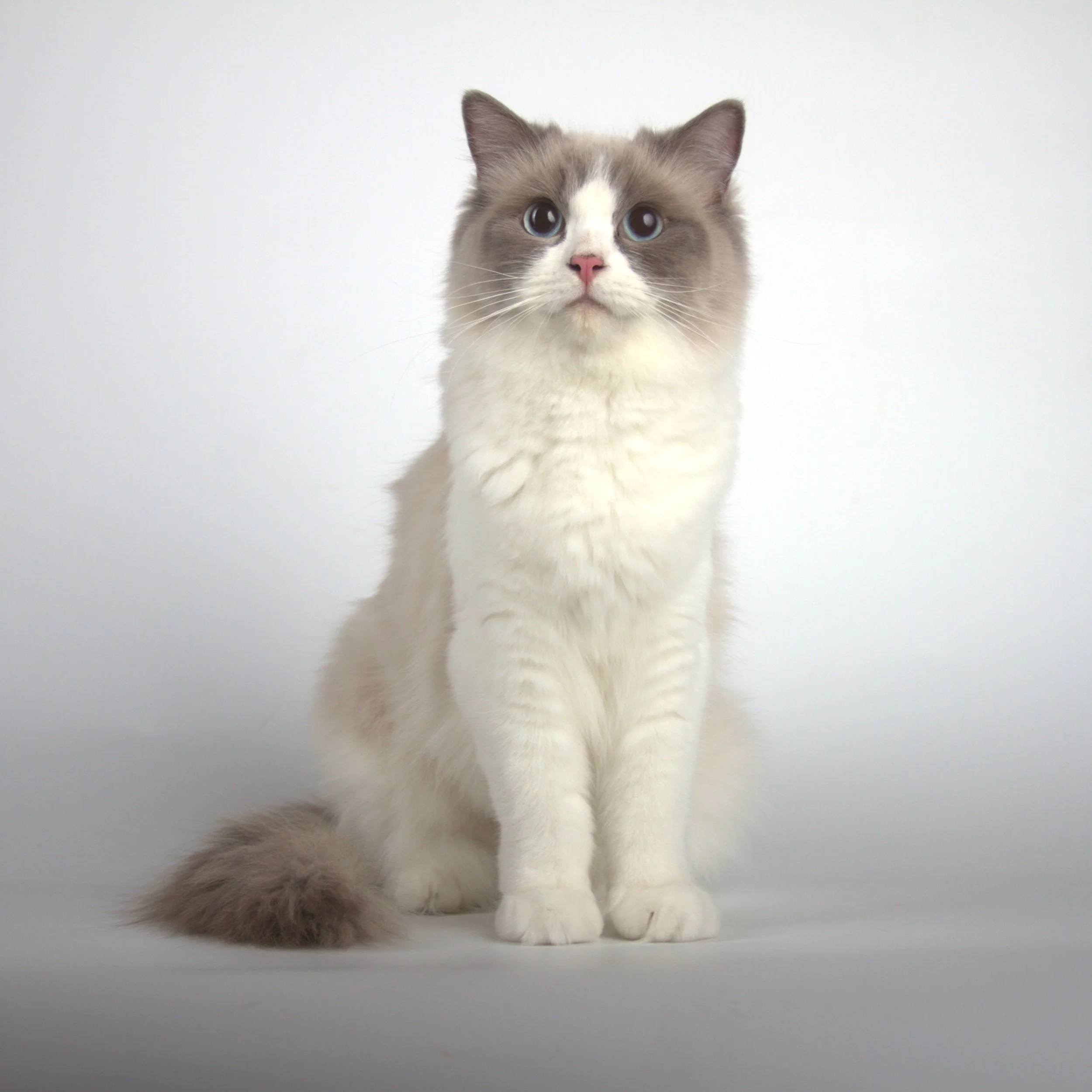 A Siamese mix cat with blue eyes and a pink nose is lying on a gray surface with a dark background.