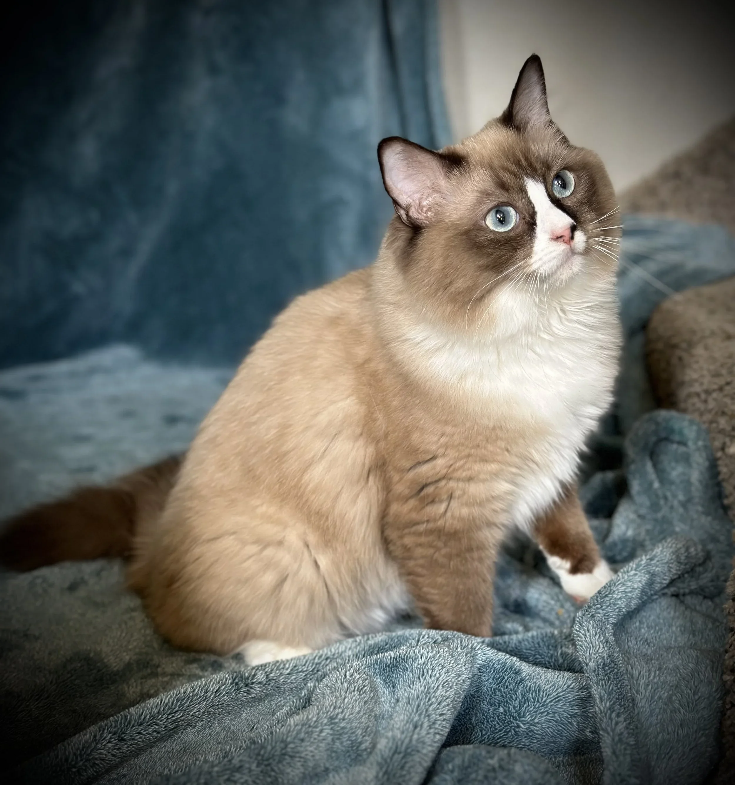 A Siamese cat with blue eyes sitting on a blue blanket with a gray cushion in the background.