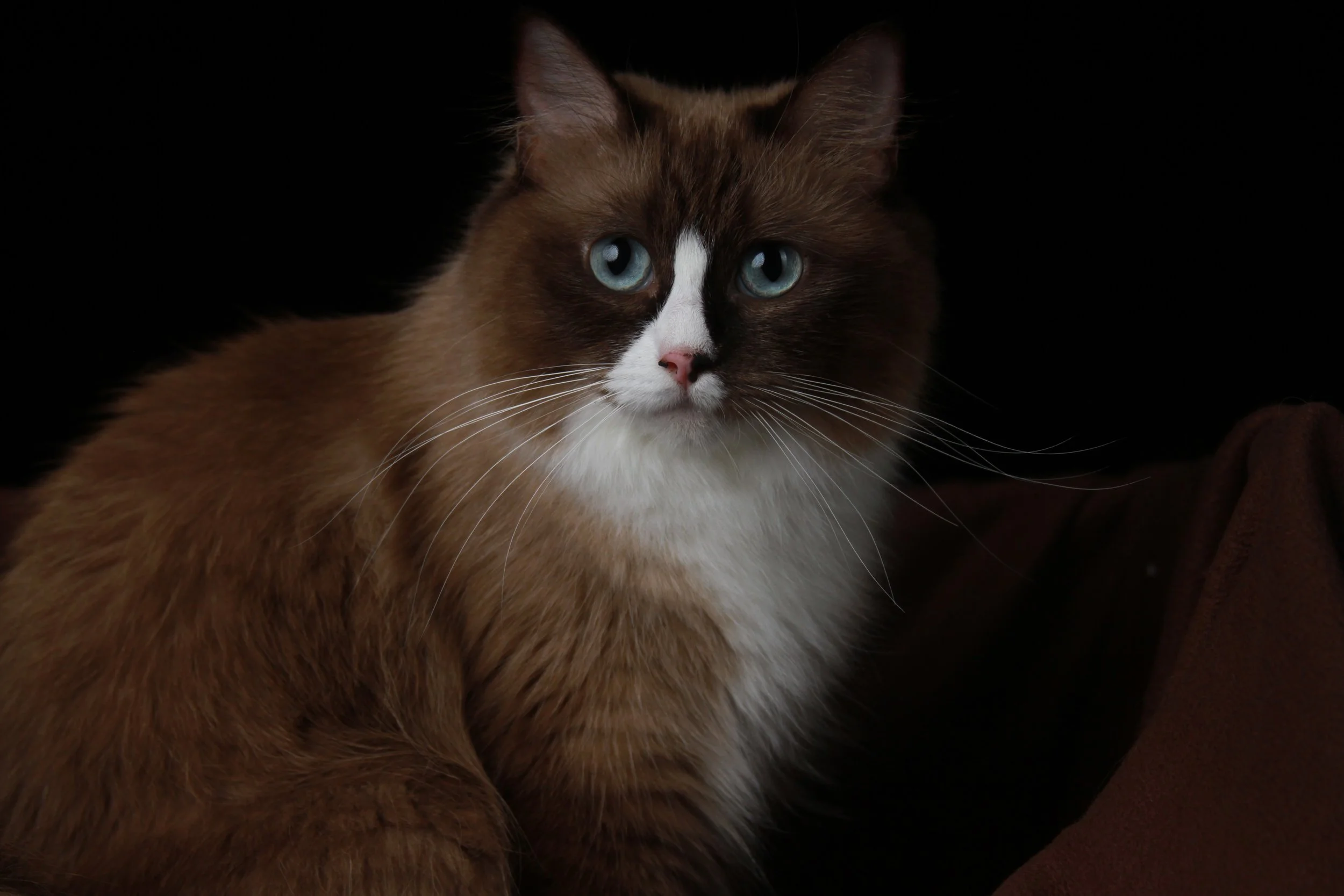 Close-up of a brown and white long-haired cat with blue eyes, sitting in front of a black background.