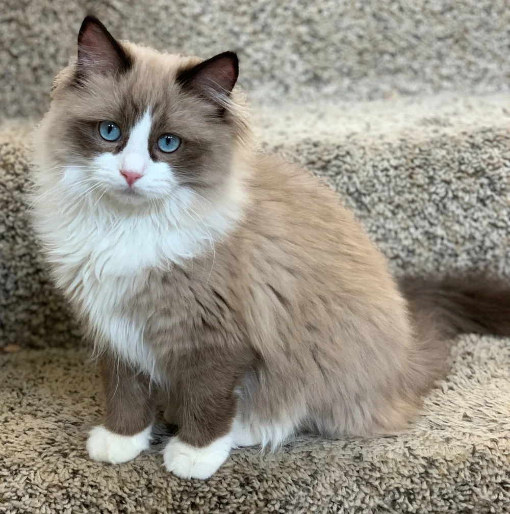 Fluffy cat with brown and white fur, bright blue eyes, sitting on gray carpeted stairs.