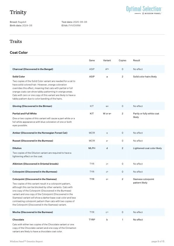 Genetics report for a Ragdoll cat showing traits like coat color, solid color, gloving, partial and full white, amber, russet, dilution, albinism, colorpoint, mocha, and chocolate with specific genetic details and expected effects.