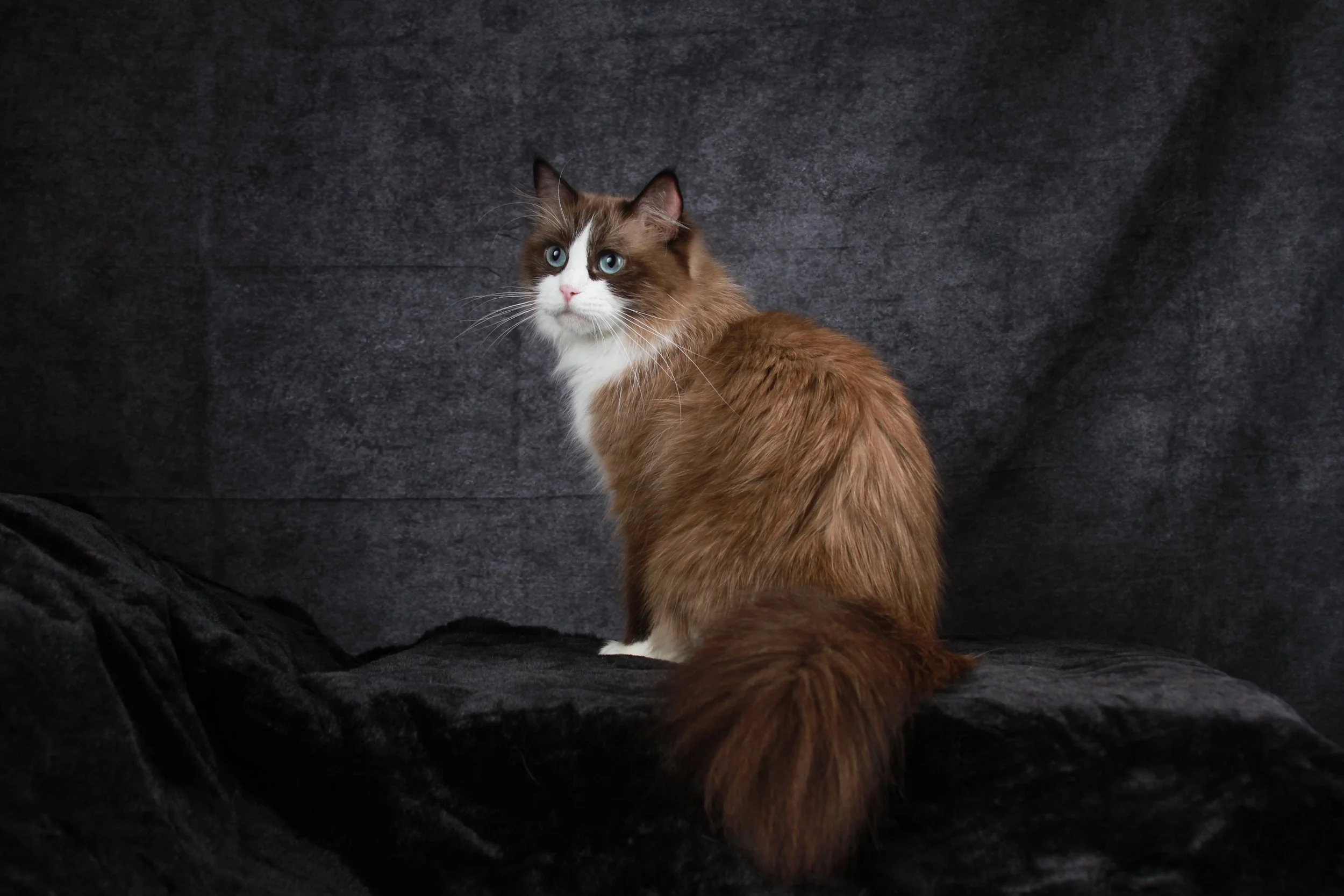 A long-haired, brown and white cat with blue eyes sitting on a black fabric surface against a dark background.