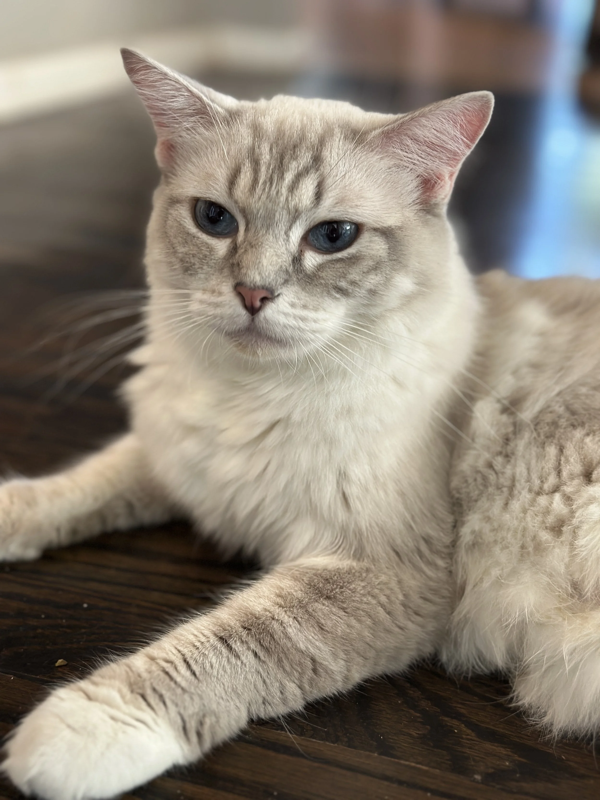 A light-colored domestic cat with blue eyes resting on a wooden surface.