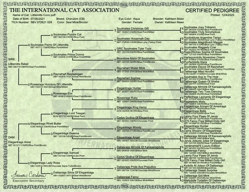 A certified pedigree chart for a cat from the International Cat Association, listing its lineage, ancestors, and relevant details about the cat's breed, appearance, and breeder.