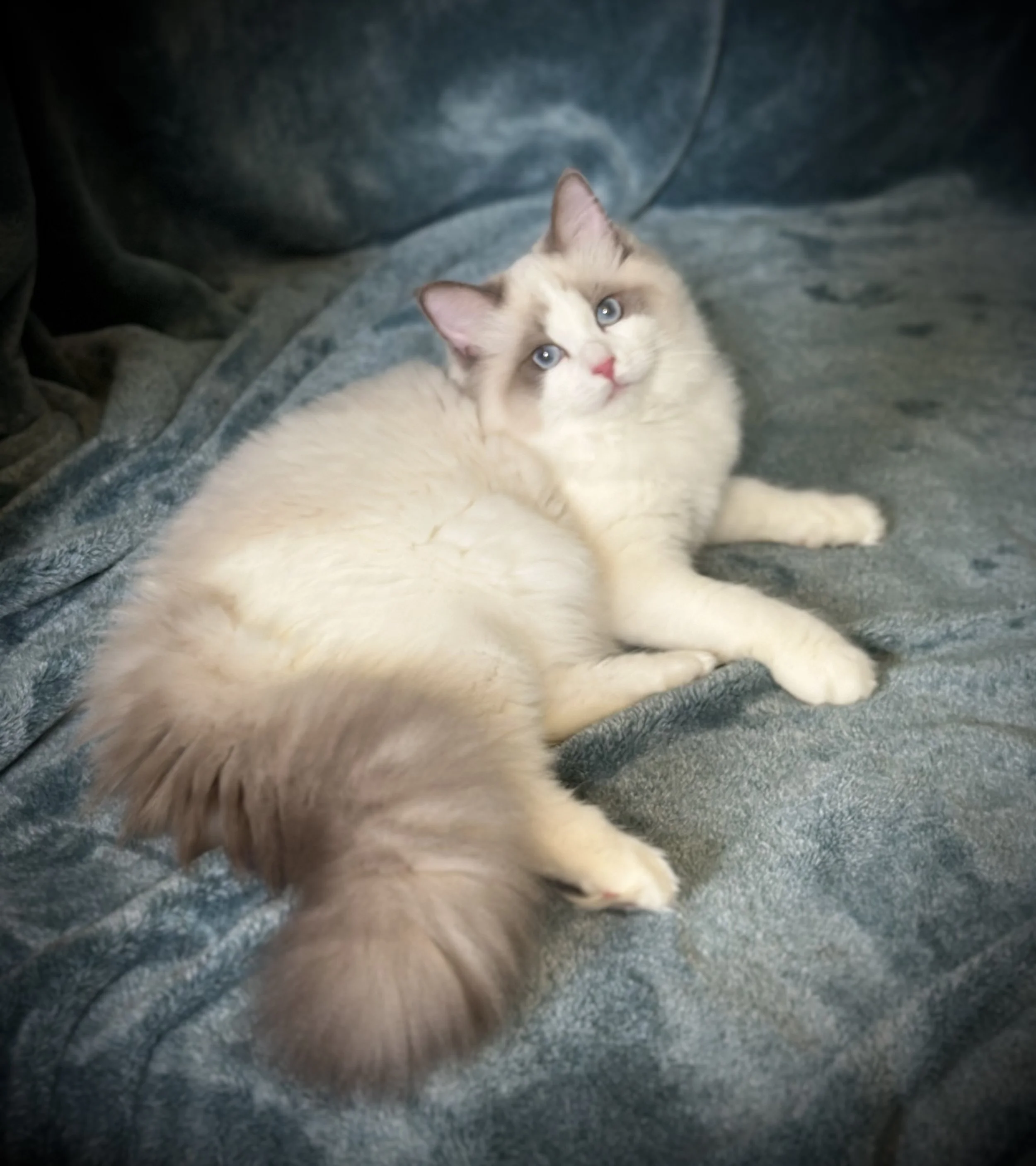 A cream-colored Ragdoll cat with blue eyes lying on a dark gray textured blanket, looking up at the camera.