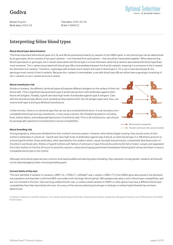 Laboratory report for Godiva Ragdoll cat, including blood type interpretation, transfusion risk, and genetic testing details.