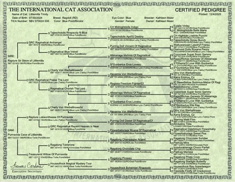 Certified pedigree chart of a female cat, listing her lineage, breeders, and pedigree details with names and registration numbers.