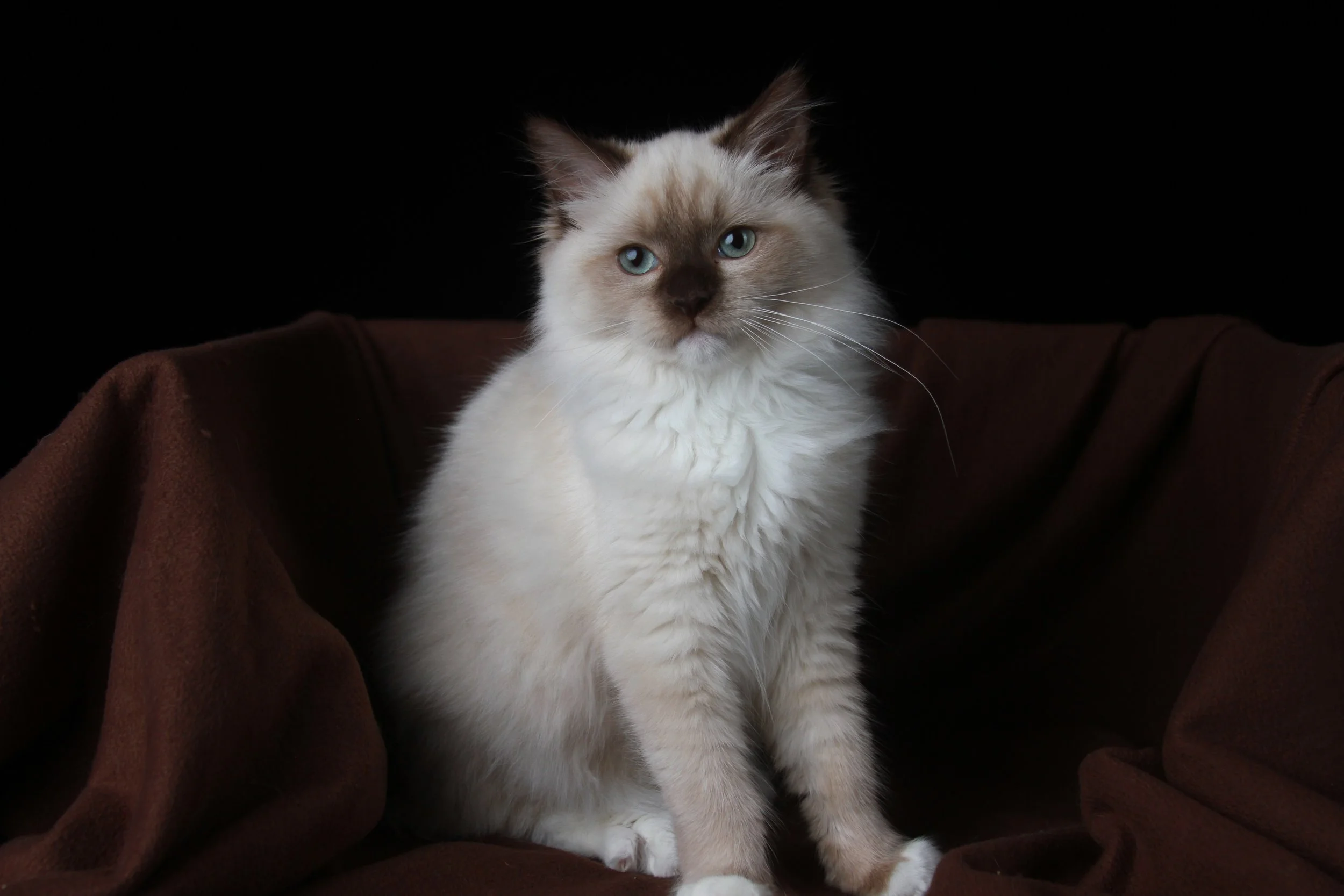 Cream-colored cat with blue eyes sitting on a brown fabric surface against a black background.