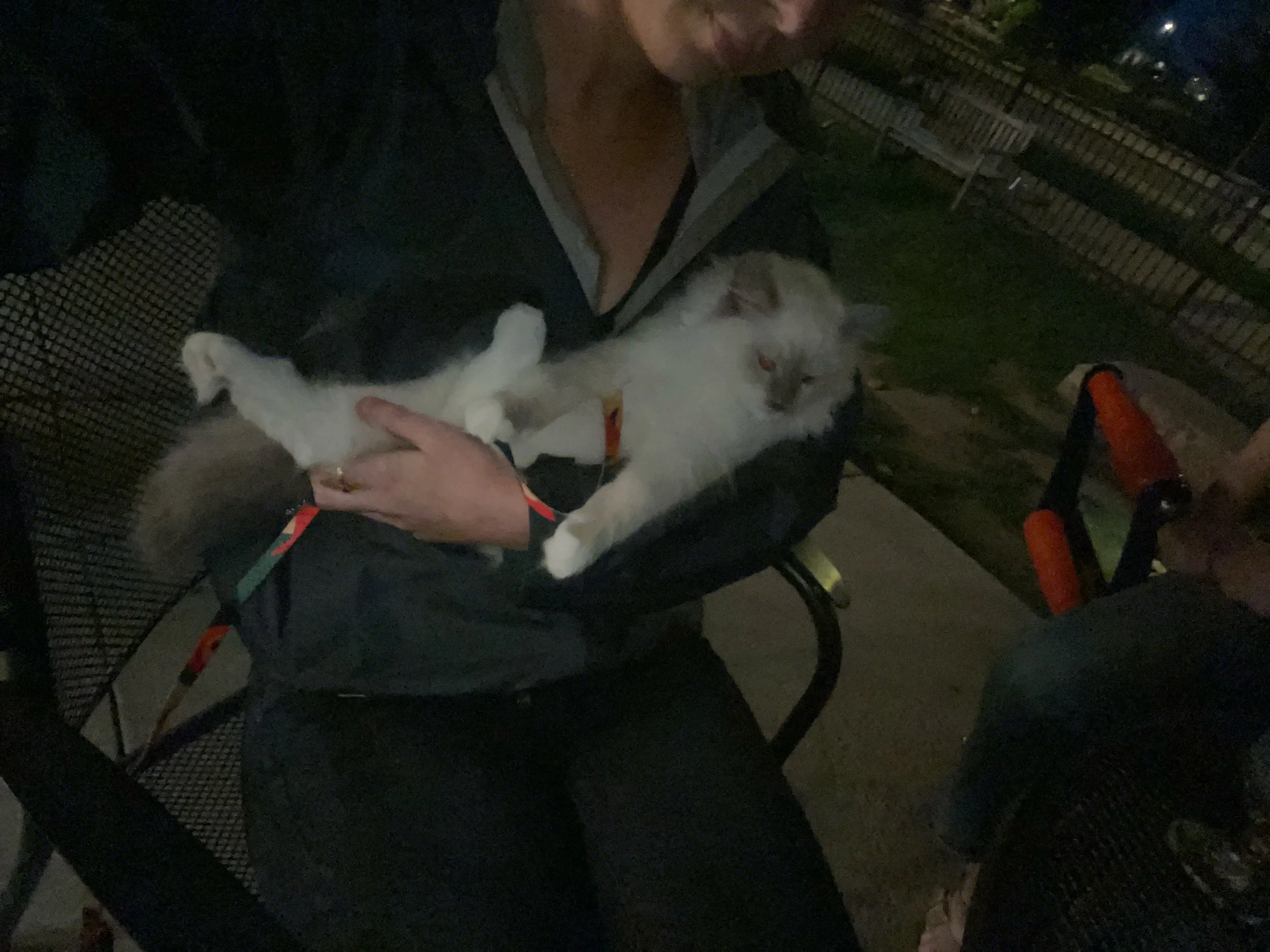 Person holding two cats, one black and white and one white with gray markings, in their arms outdoors at night.