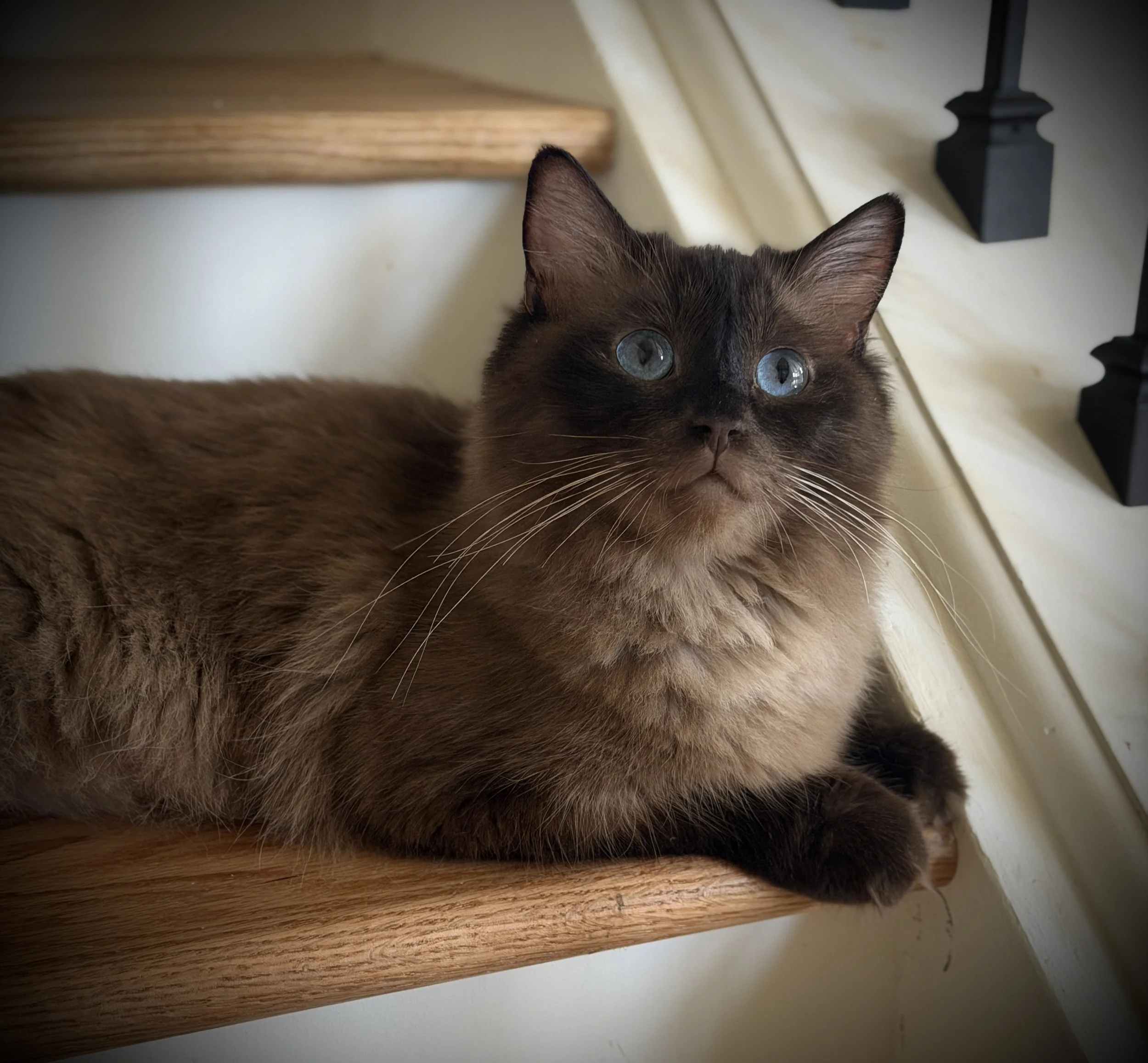 A Siamese cat with striking blue eyes lying on a wooden floor.
