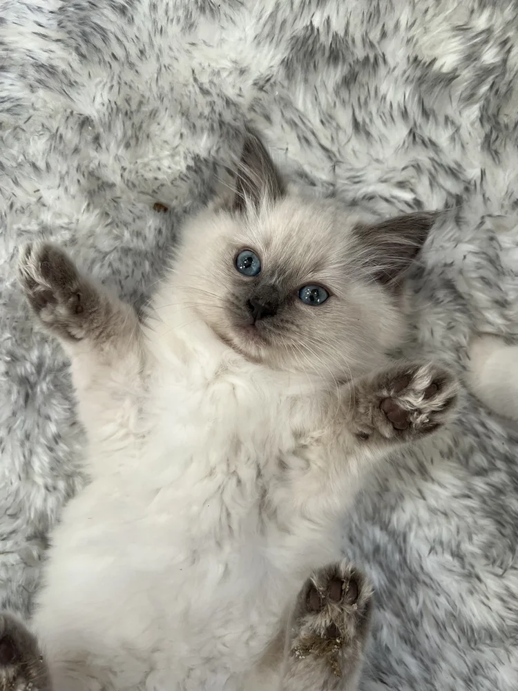 Understanding Ragdoll Colors and Patterns — Littlemitts Ragdoll Kittens ...