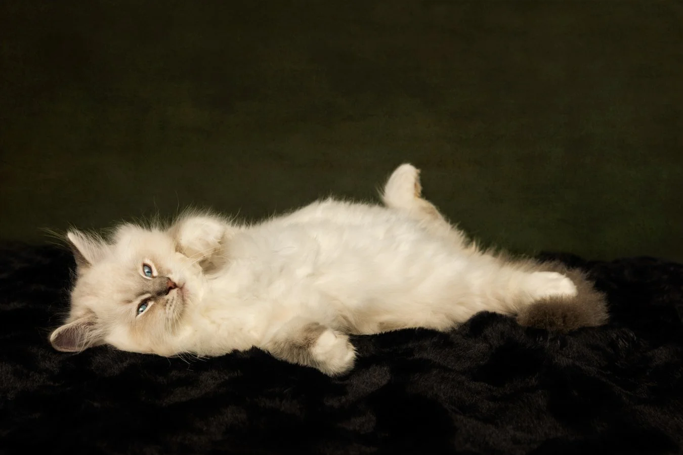 5 Things To Do When Bringing Your Kitten Home
