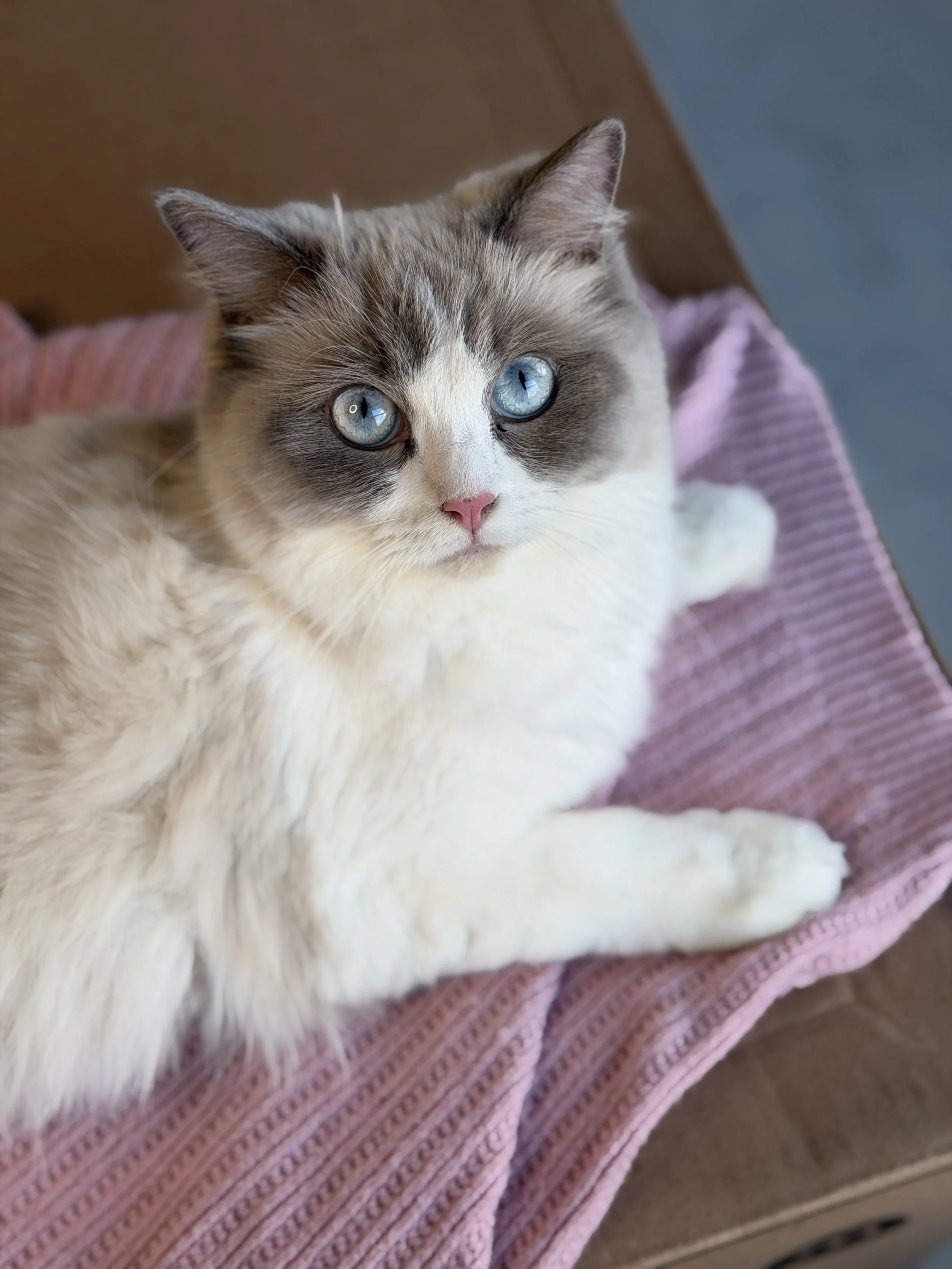 Close-up of a Siamese mixed breed cat with blue eyes lying on a pink towel.
